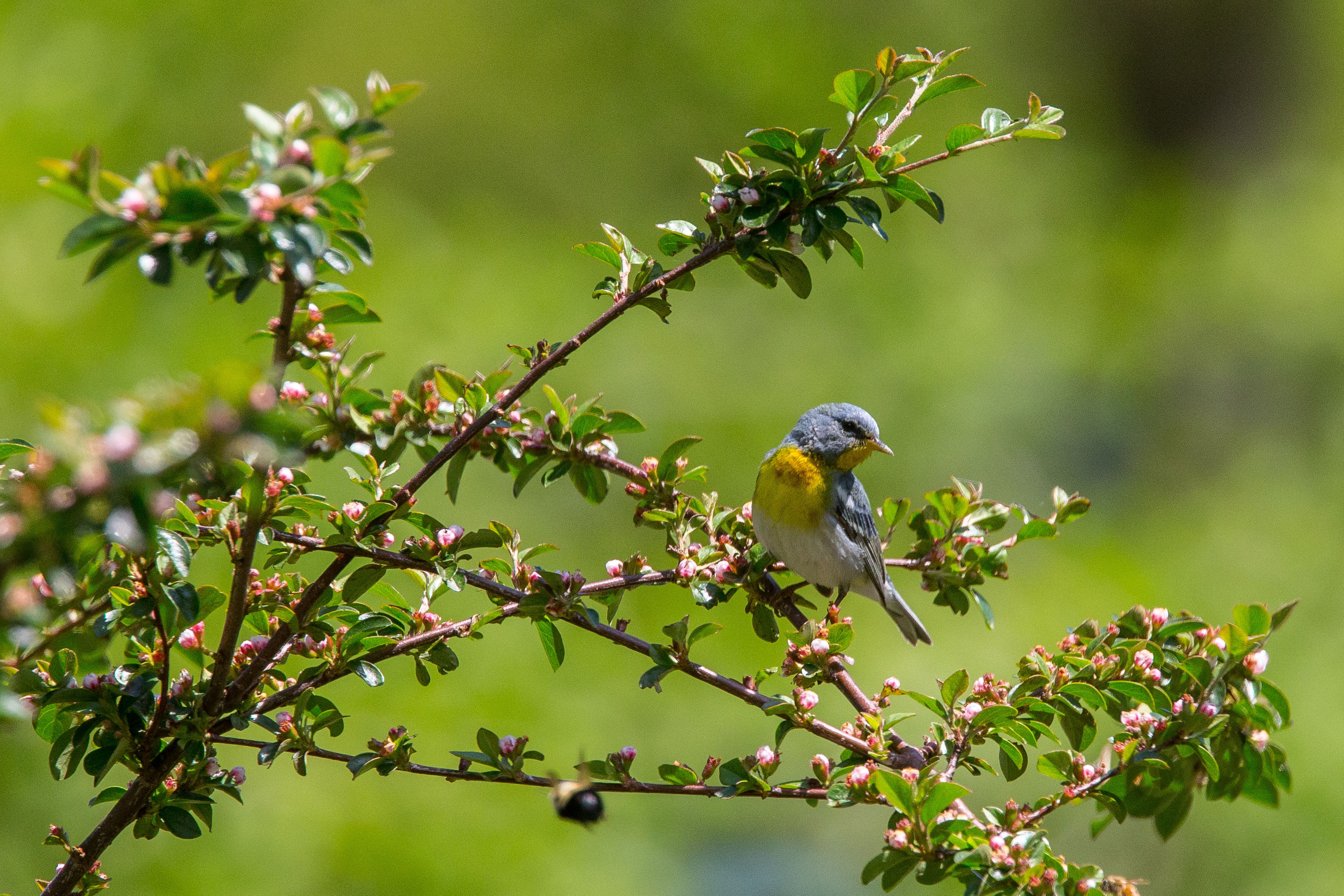 Northern Parula-7.jpg