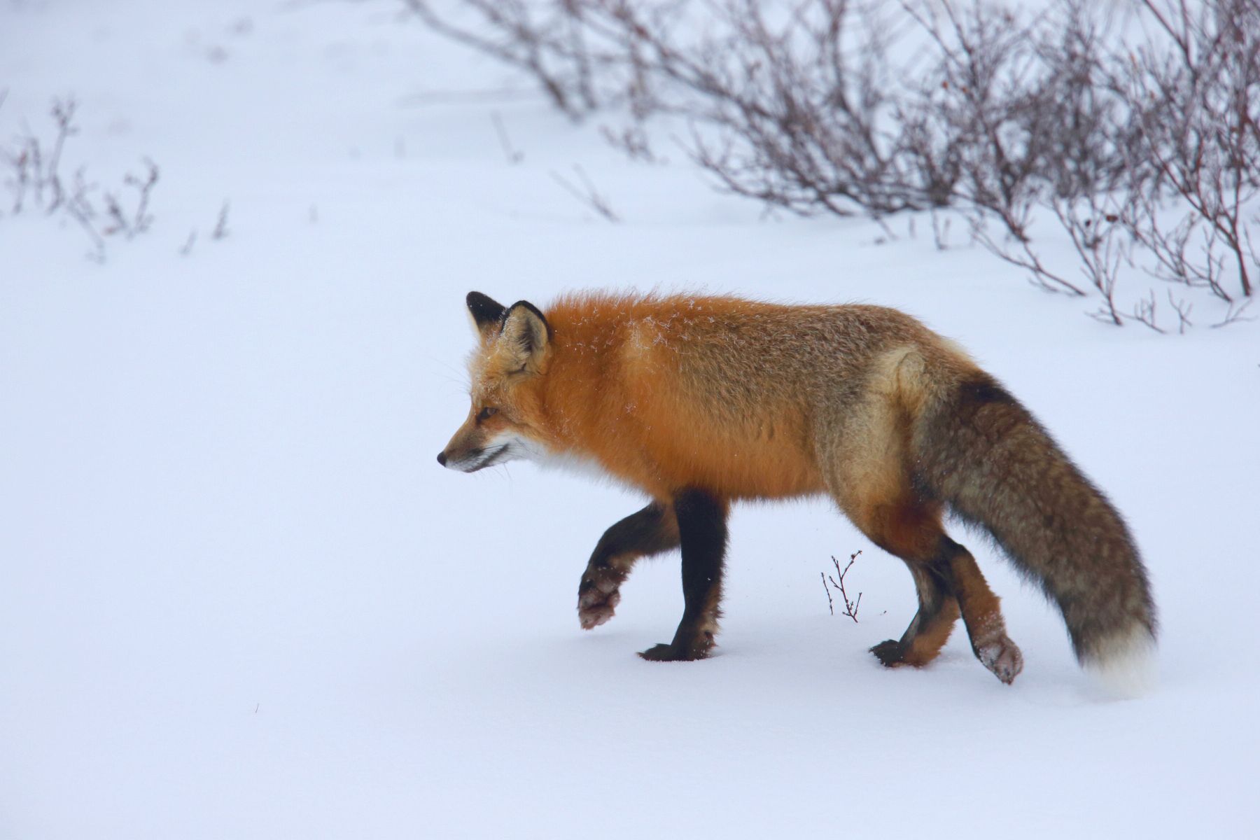 Red Fox & Arctic Fox - Arctic Wildlife Photography, Polar Bear Images