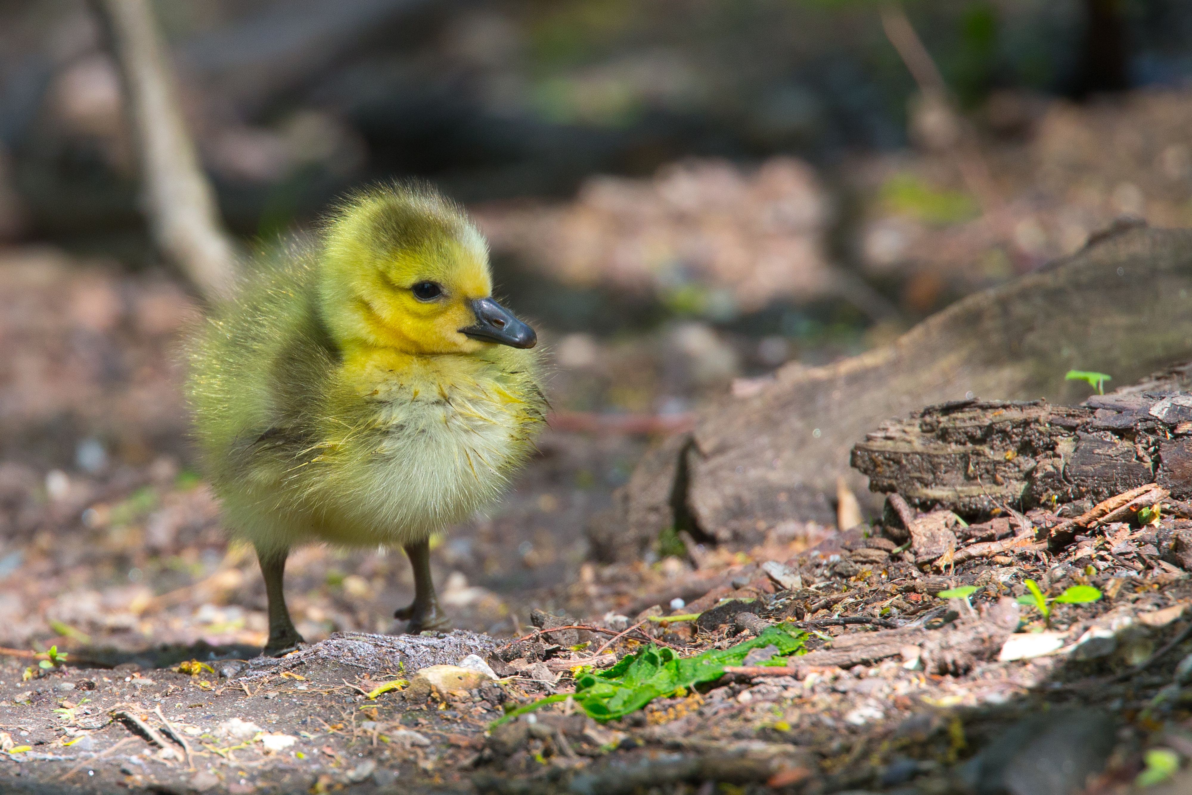 Canadian Goose chick.jpg