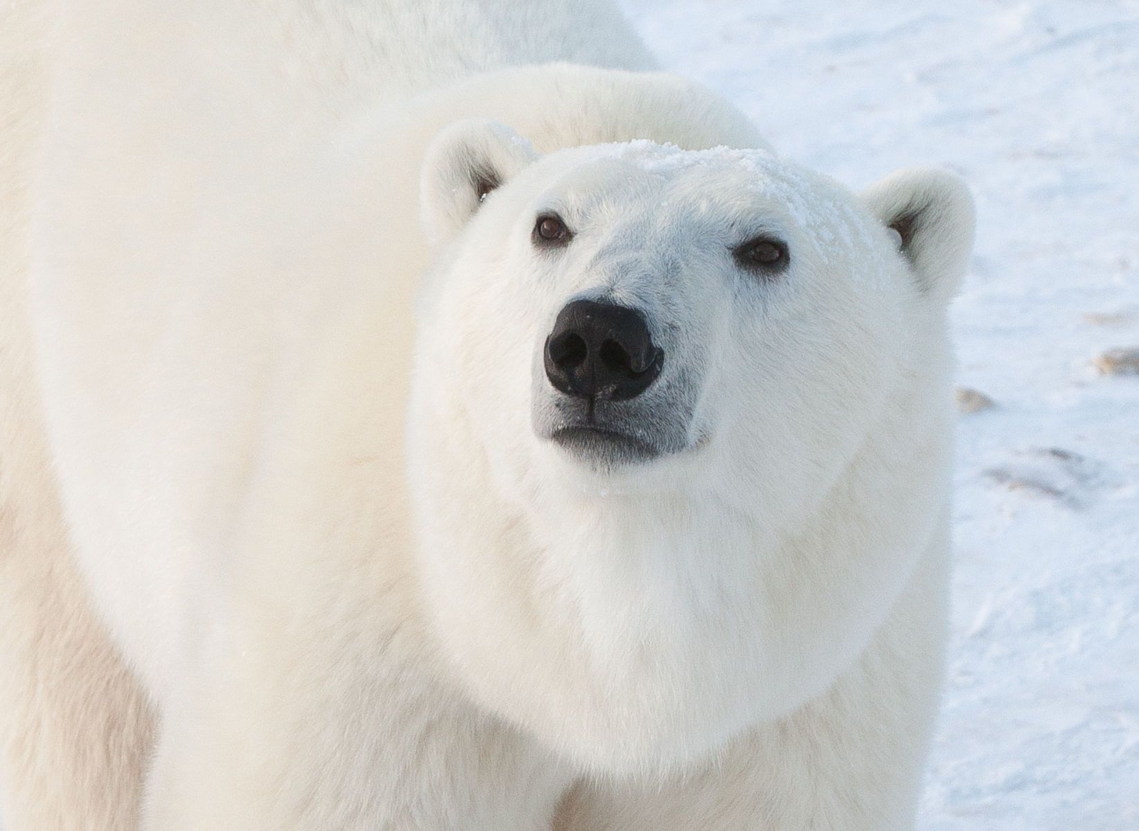 Polar Bear Faces - Arctic Wildlife Photography, Polar Bear Images