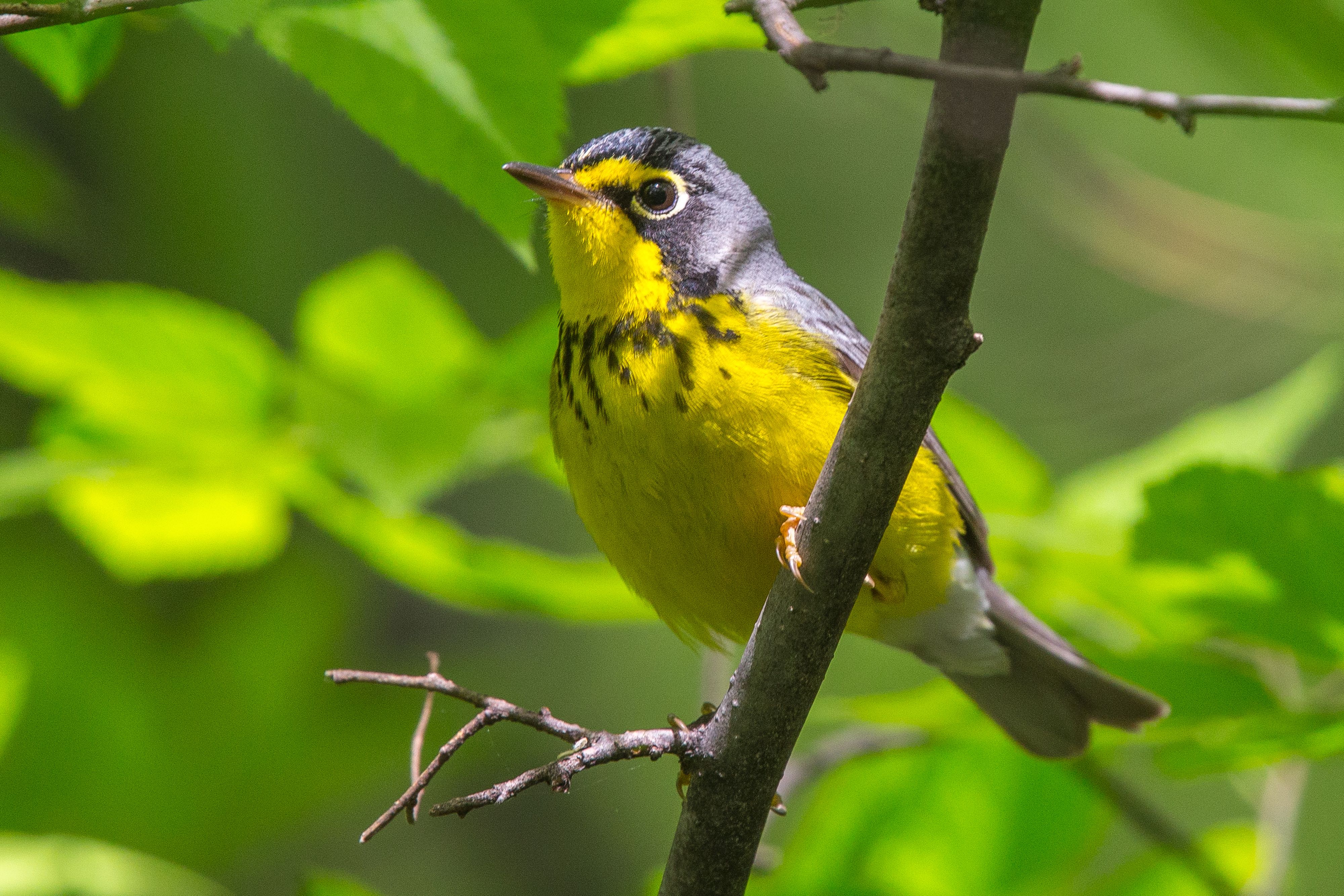 Canada Warbler-1.jpg