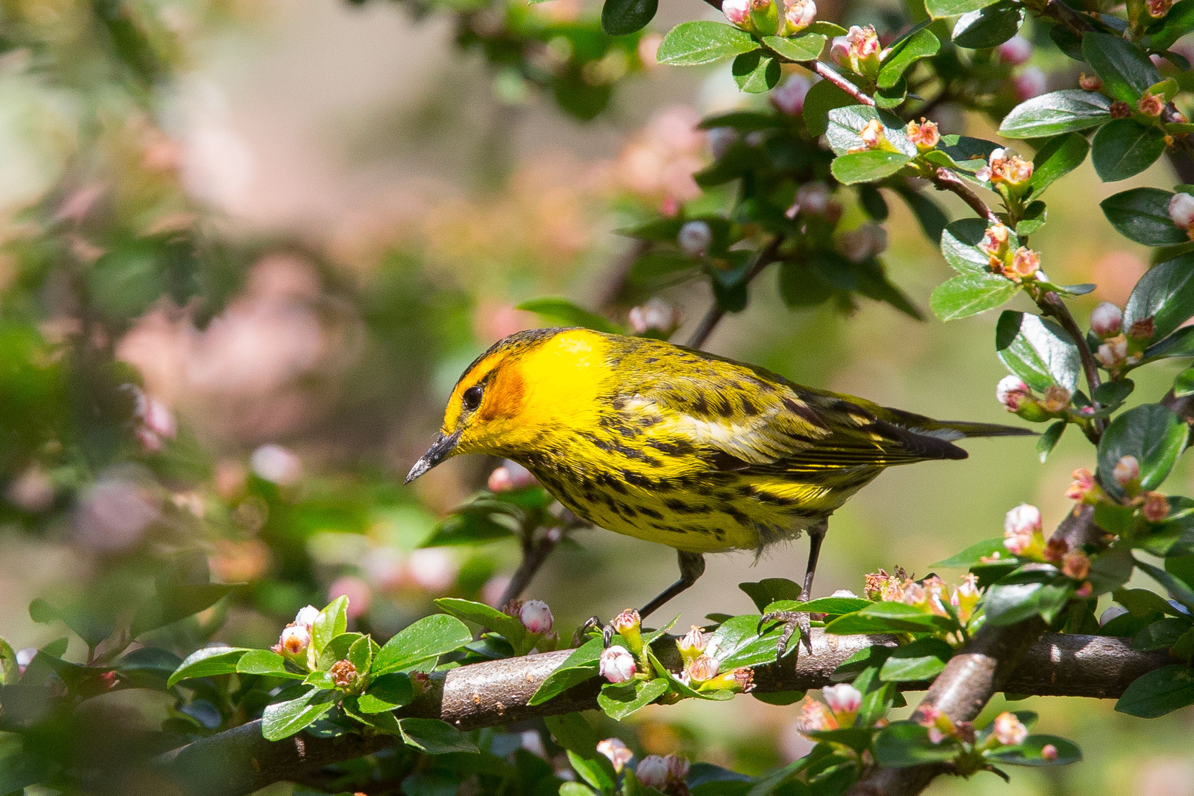 Cape May Warbler Male.jpg