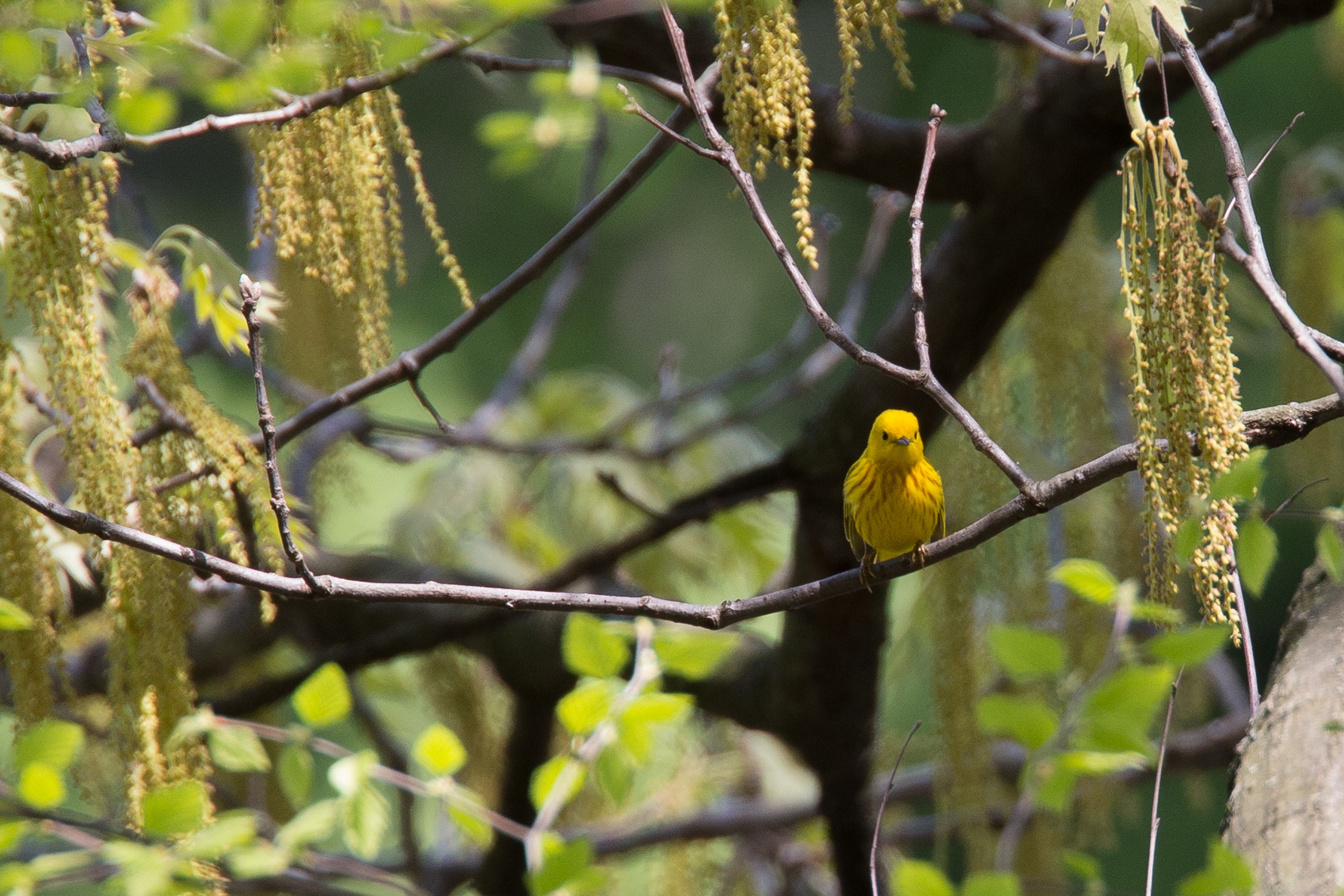 Yellow Warbler-2.jpg