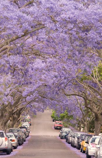 105a_jacaranda