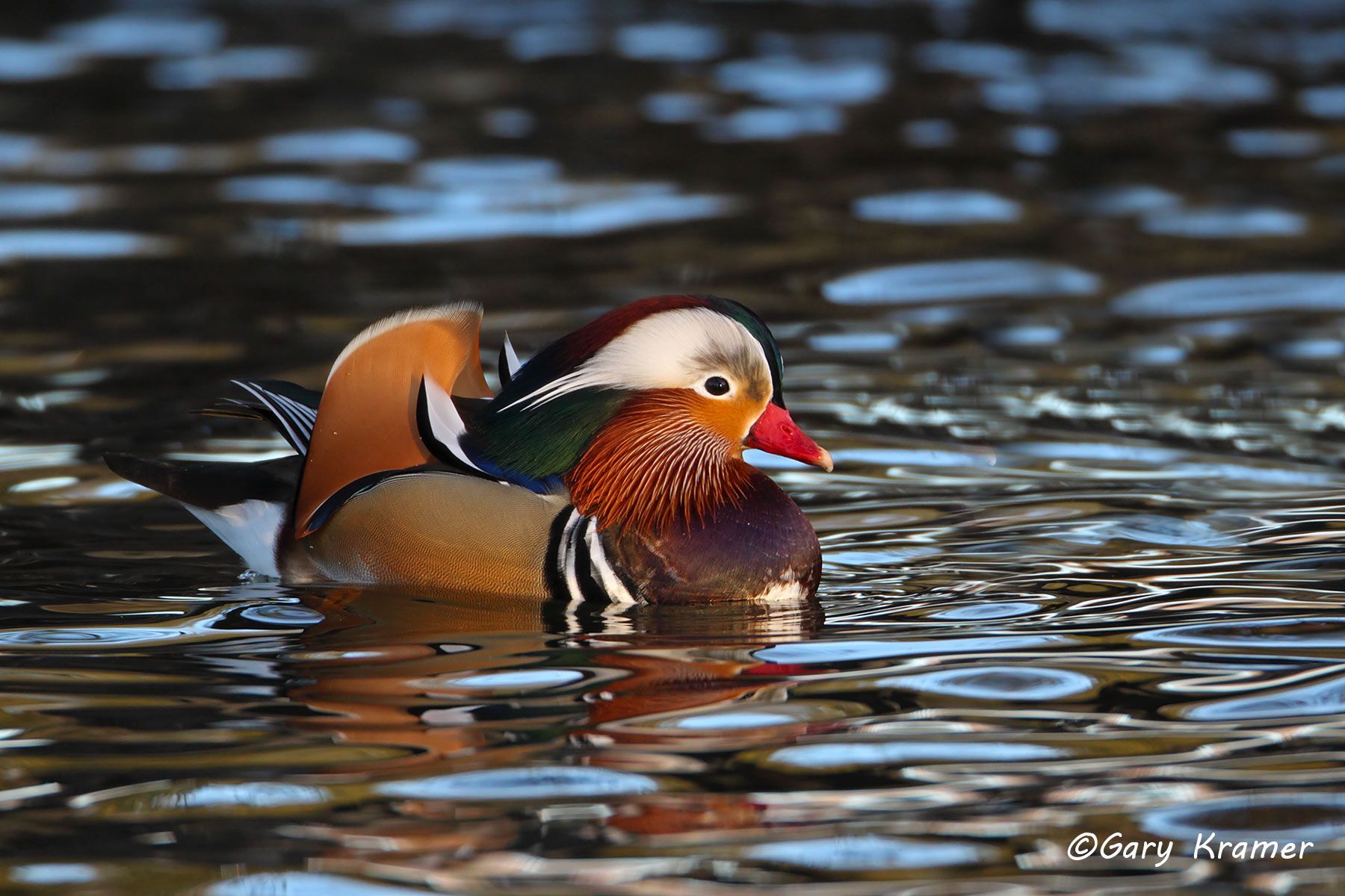 Mandarin Duck (Aix galericulata) Japan - EBWM#009d