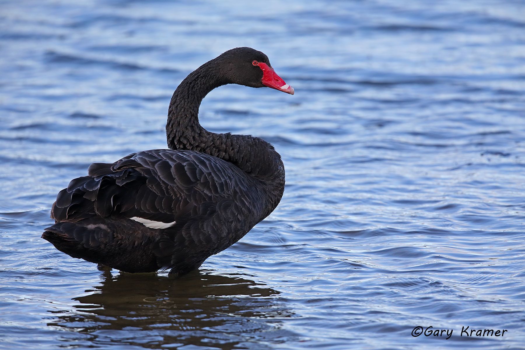 Black Swan (Cygnus atratus) Australia - OBWSbc#022d