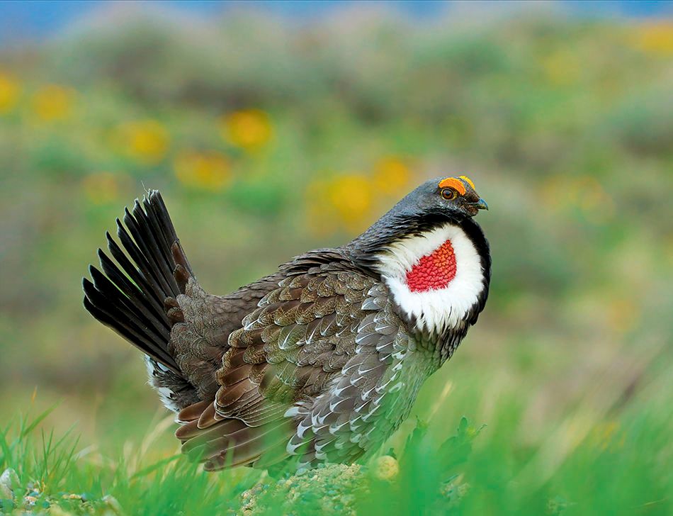 1r5_dusky_grouse_page_1asm.jpg