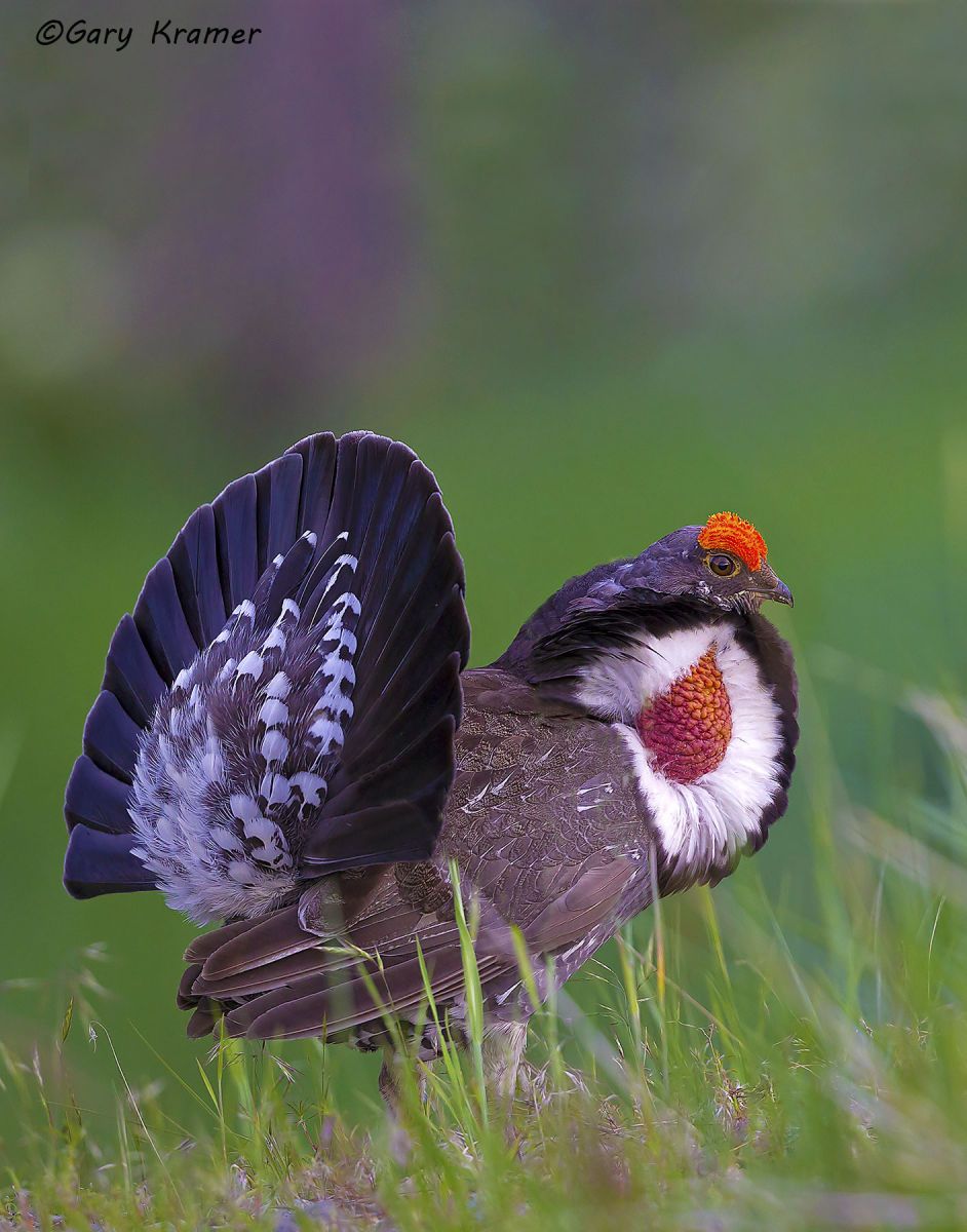 Dusky Grouse (Dendragapus obscurus) by Dusky Grouse (Dendragapus obscurus) - NBGd#280d(2)