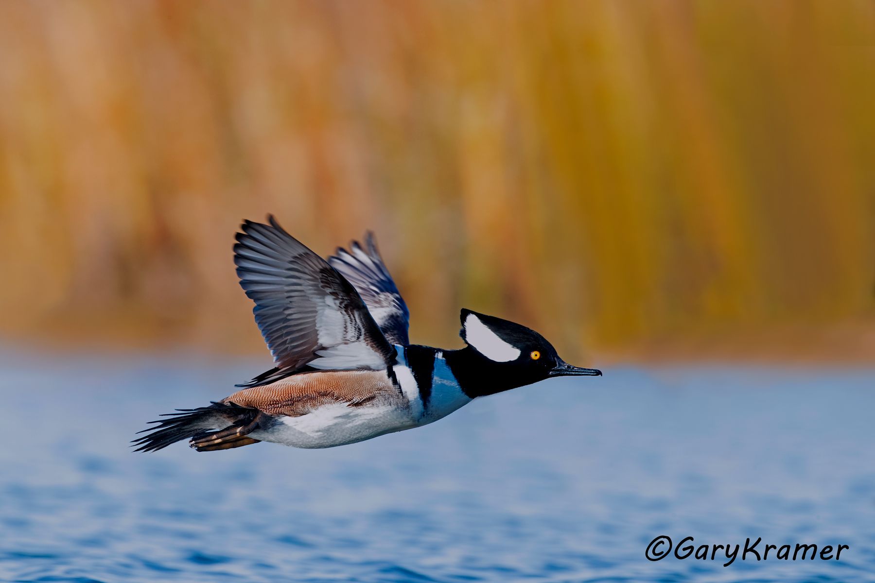 Hooded Merganser (Lophodytes cucullatus) Hooded Merganser (Lophodytes cucullatus) - NBWMh#271d