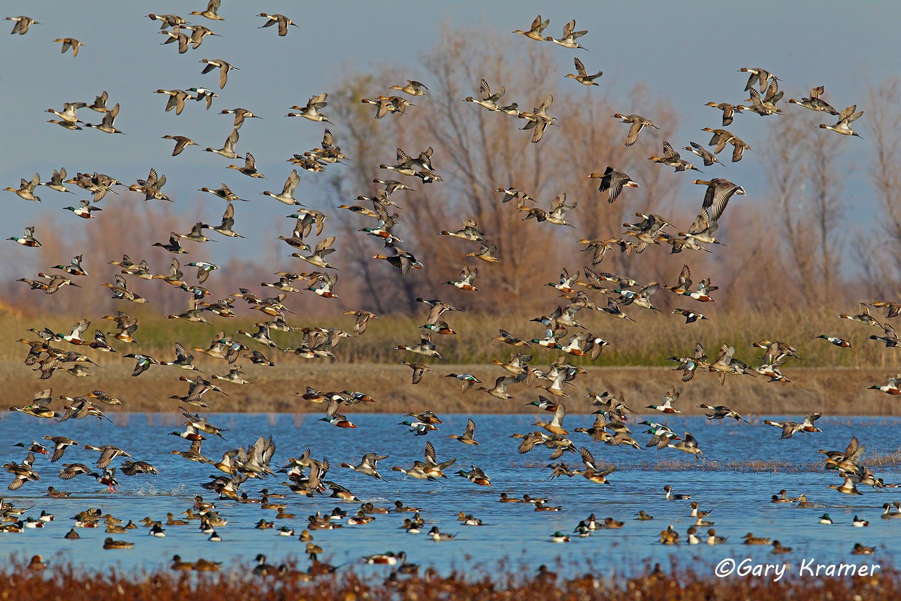 Northern Pintail/Northern Shoveler/American Wigeon/White-fronted Goose Northern Pintail/Northern Shoveler/American Wigeon/White-fronted Goose - NBWX#1413d