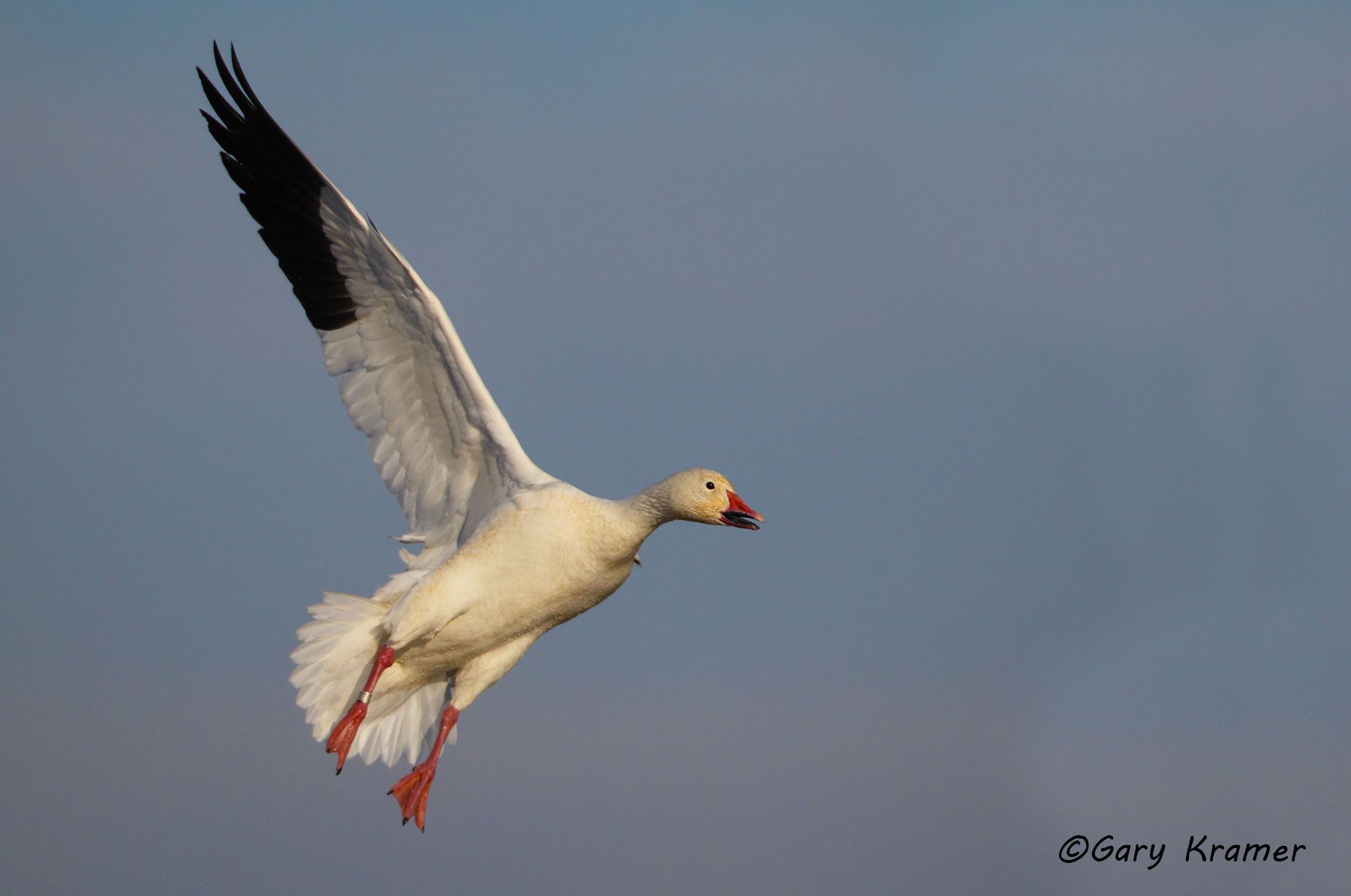 Lesser Snow Goose (Anser caerulescens) - NBWSg#1496d