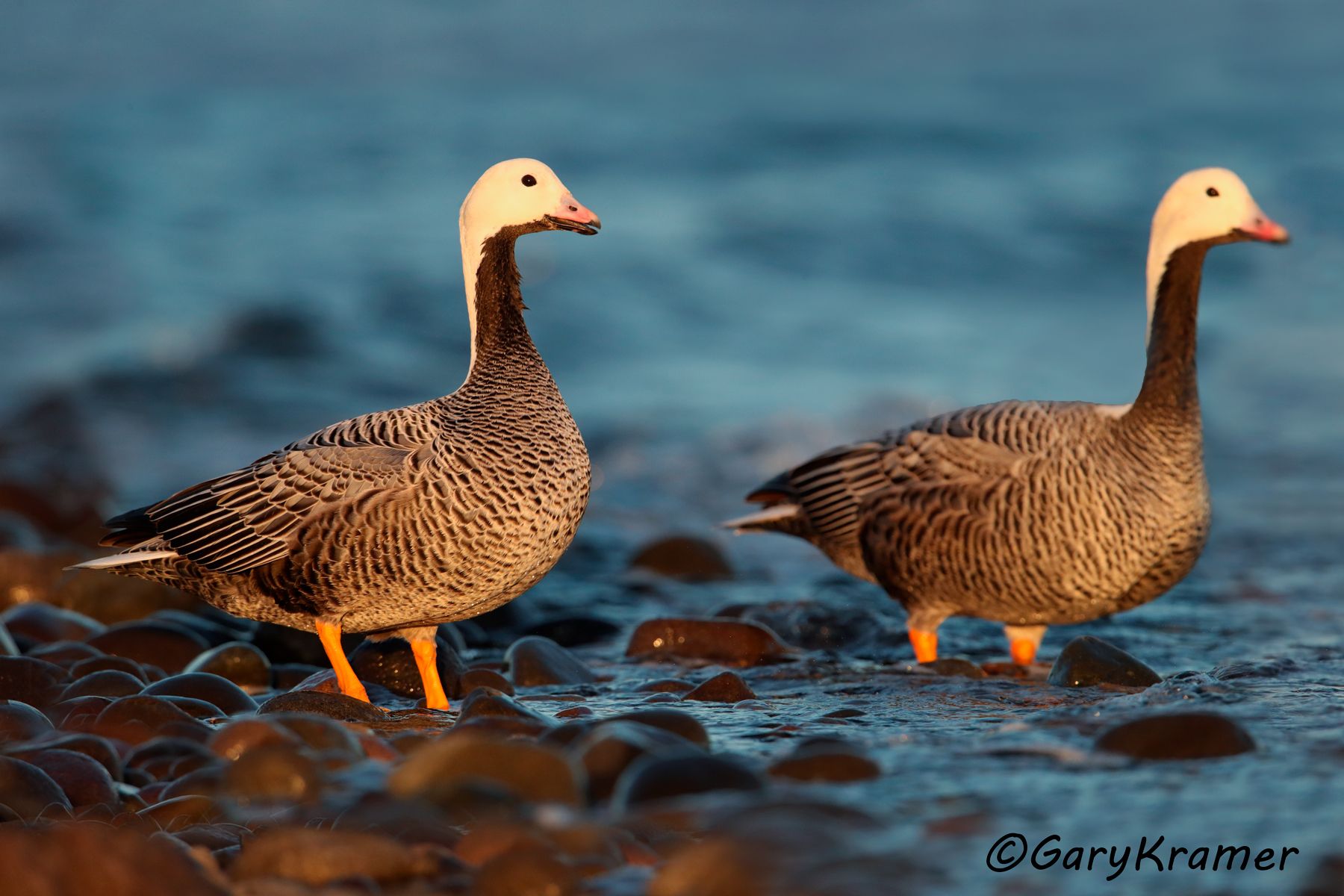 Brant - Emperor Goose - Nene - Gary Kramer Photographer / Writer