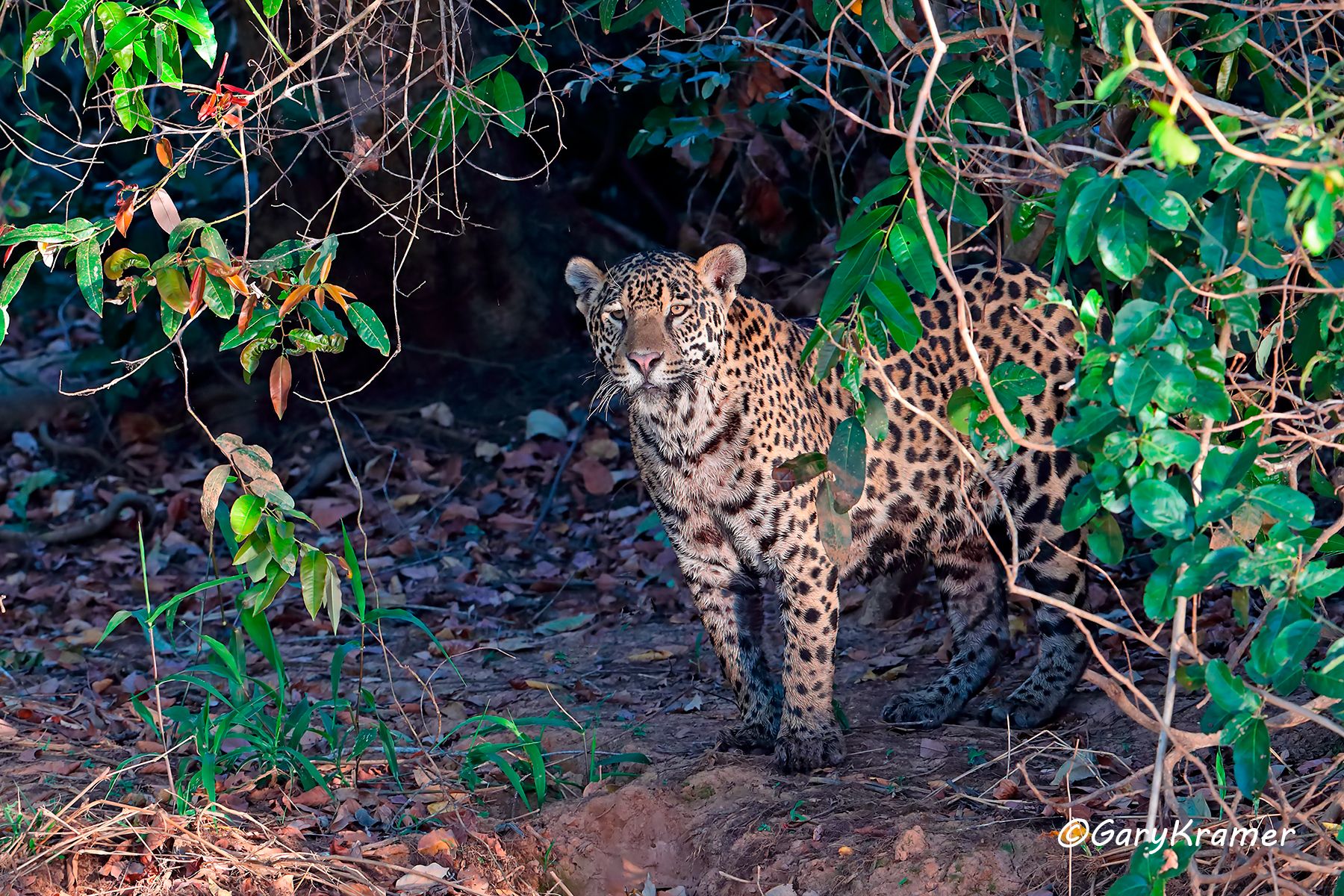 Jaguar (Puma onca) - SMJp#178d