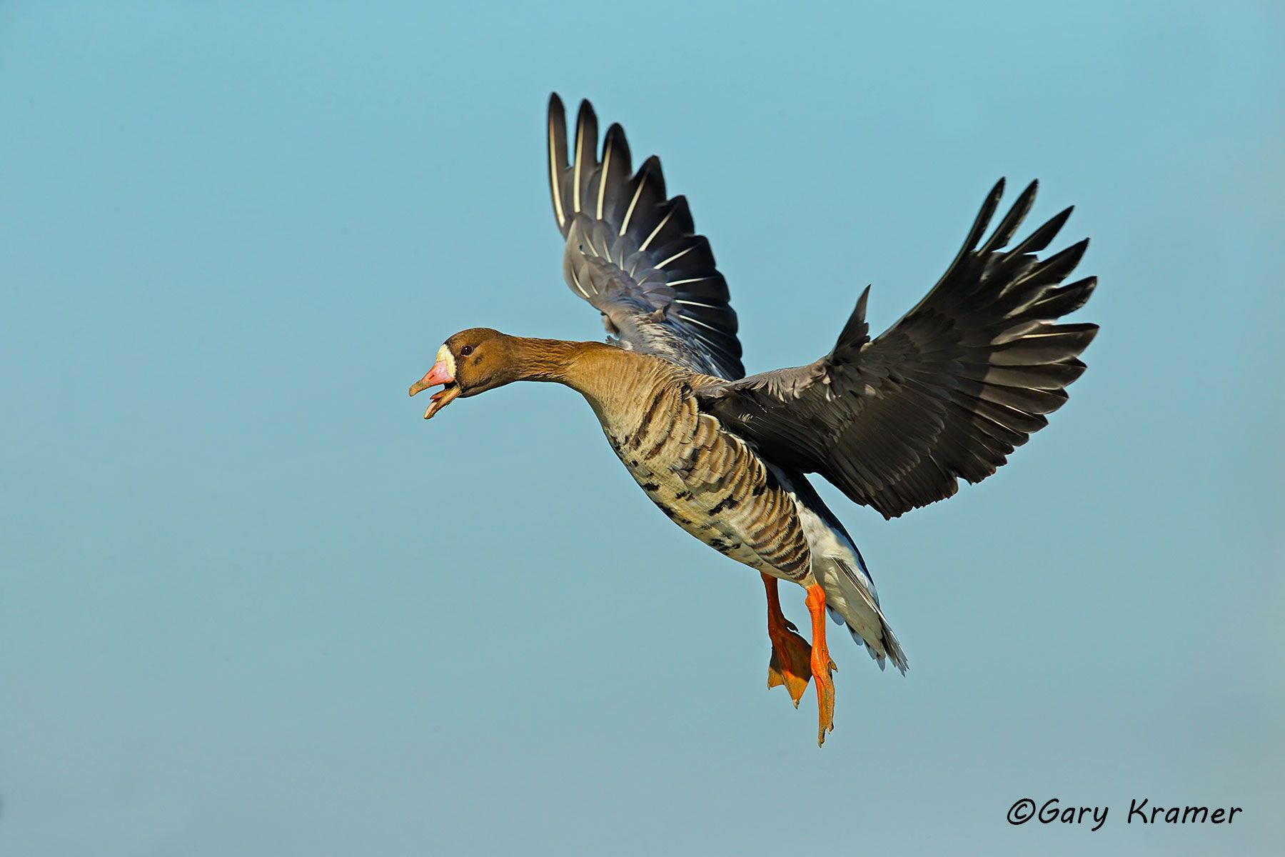 White-fronted Goose (Anser albifrons) - NBWWf#1761d