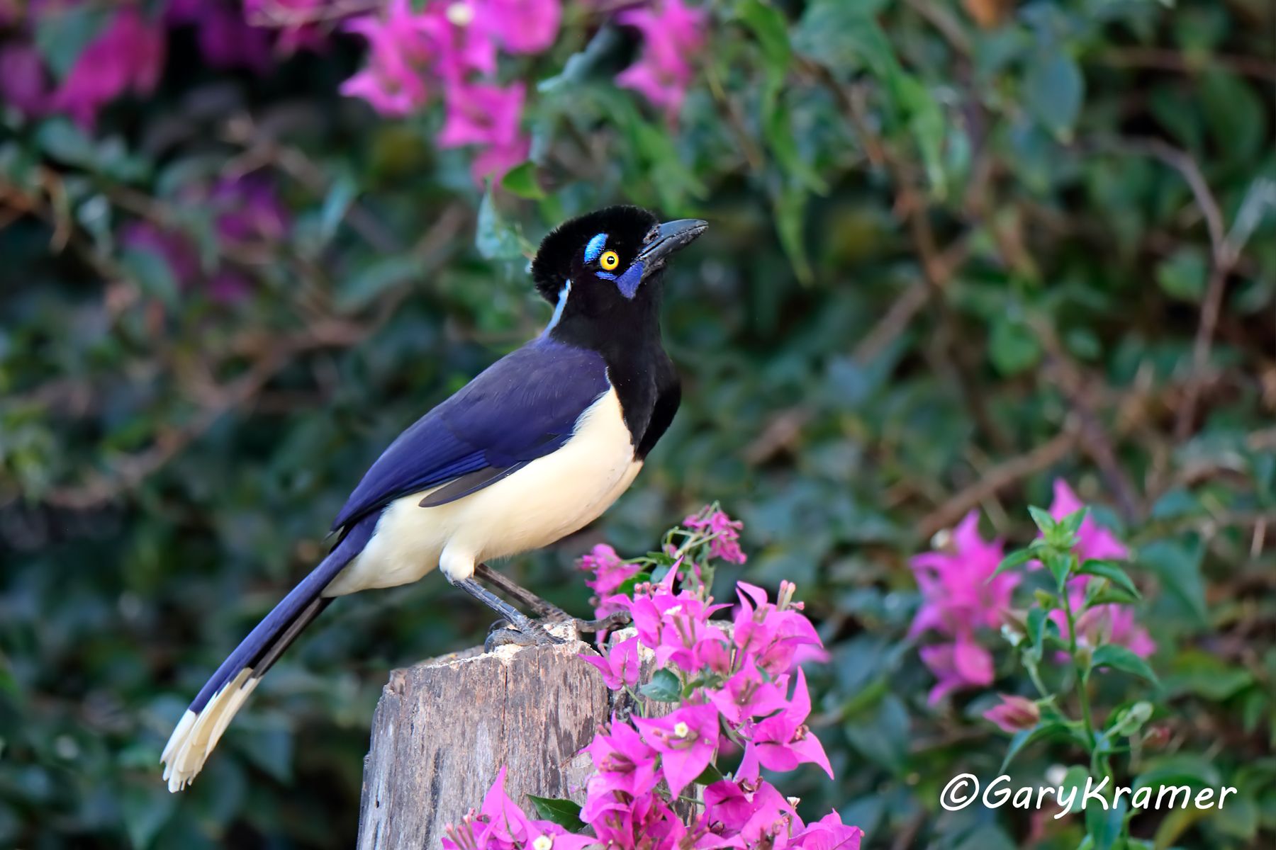 Plush-crested Jay (Cyanocorax chrysops) - SBJpc#004d
