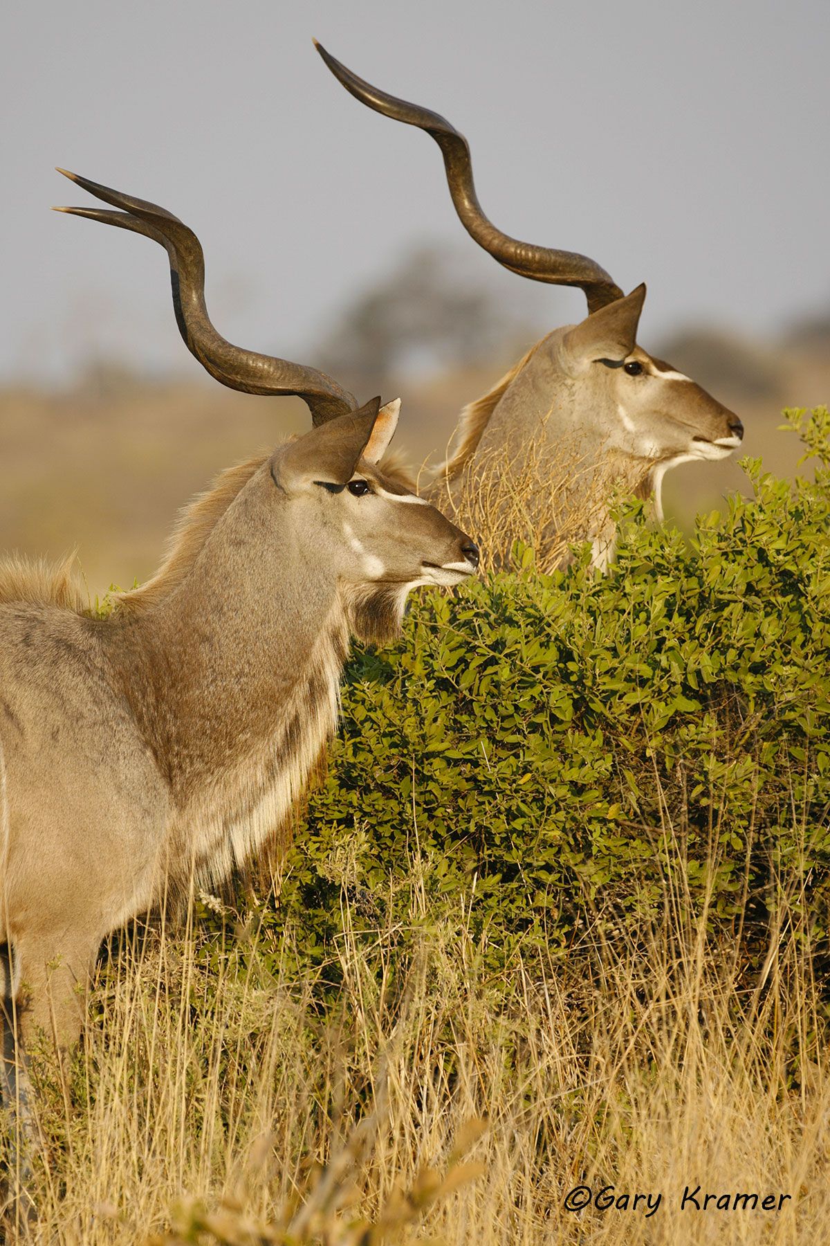 Greater Kudu (Tragelaphus strepsiceros) Greater Kudu (Tragelaphus strepsiceros) - AMUK#091d