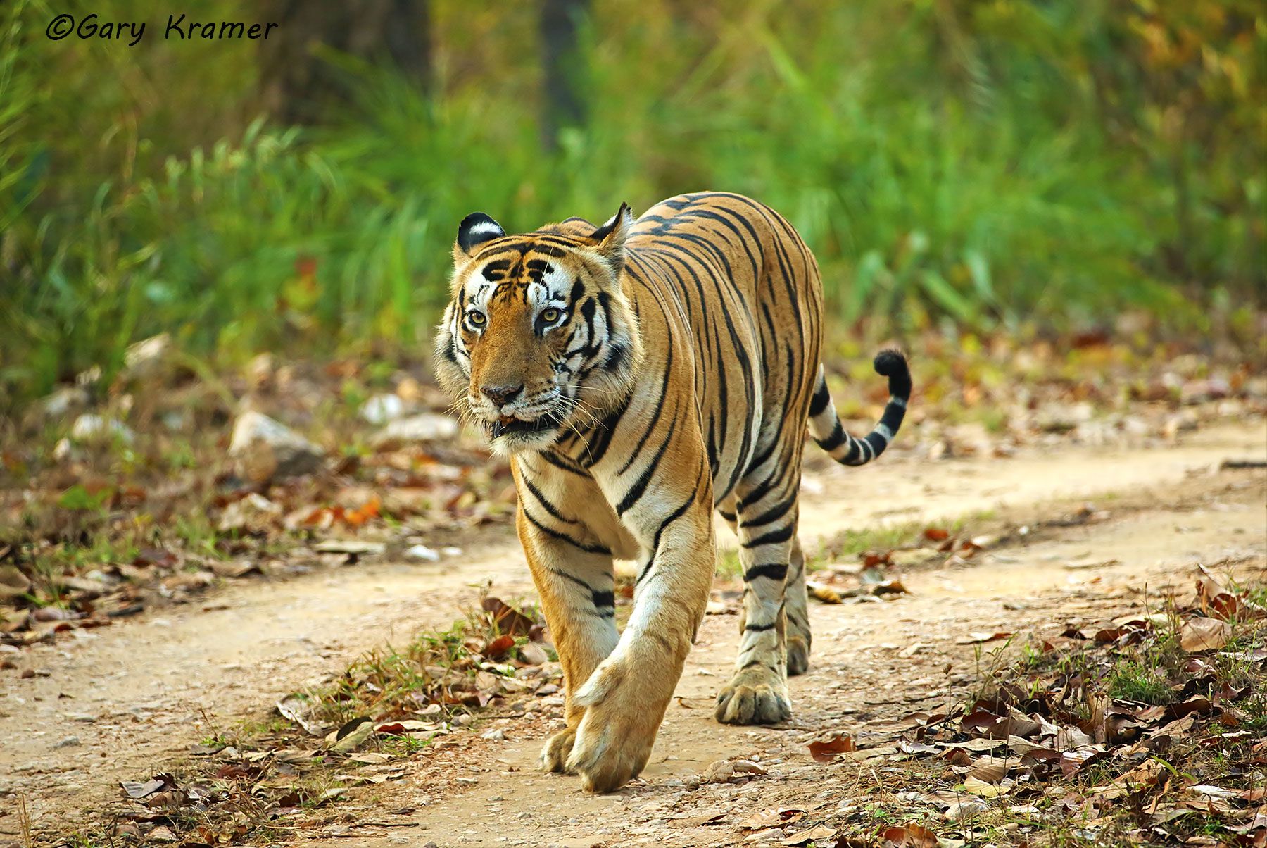 Tiger (Bengal) (Panthera tigrus tigrus) - AMTb#401d