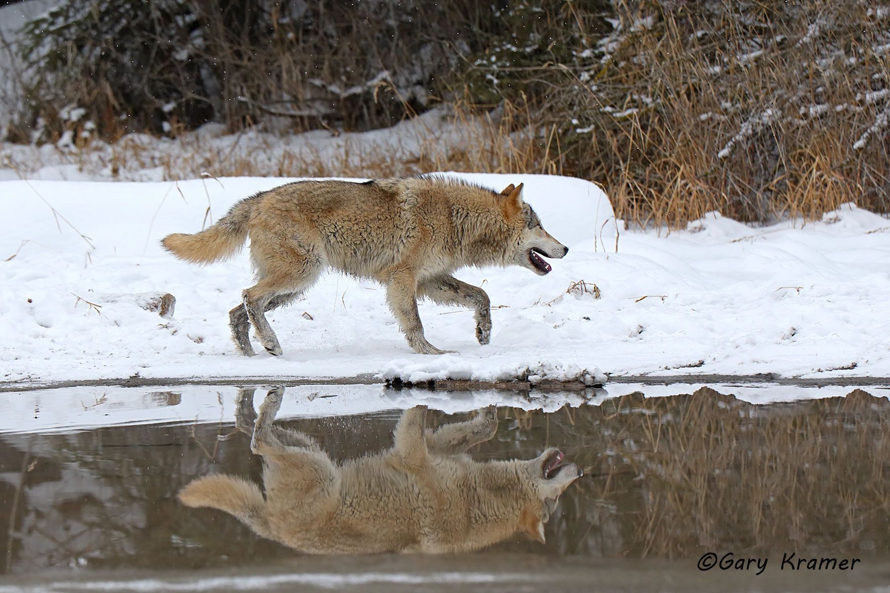 Gray Wolf (Canis lupus) - NMWg#2048d