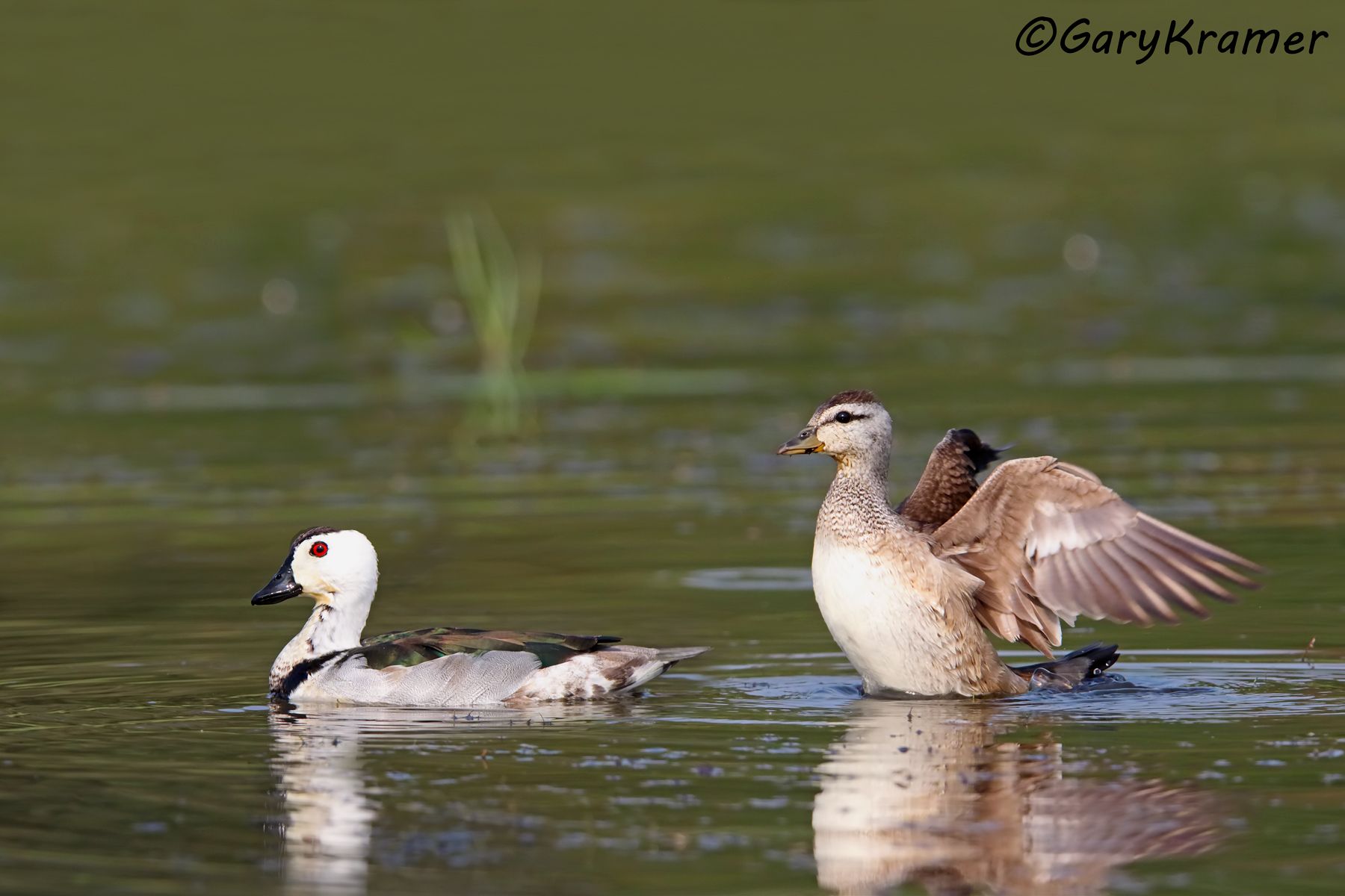 Cotton Pygmy Goose (Nettapus coromandelianus)  Cotton Pygmy Goose (Nettapus coromandelianus) - IBWGcp#115d(2)