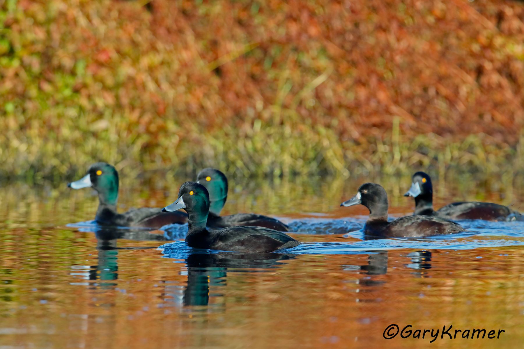 New Zealand Scaup (Aythya novaeseelandiae) New Zealand Scaup (Aythya novaeseelandiae) - OBWSn#135d