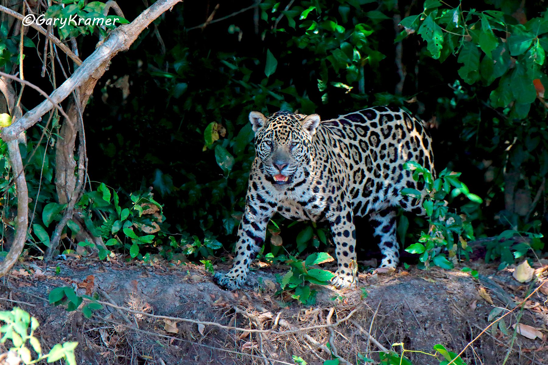 Jaguar (Puma onca) Jaguar (Puma onca) SMJp#065d.jpg