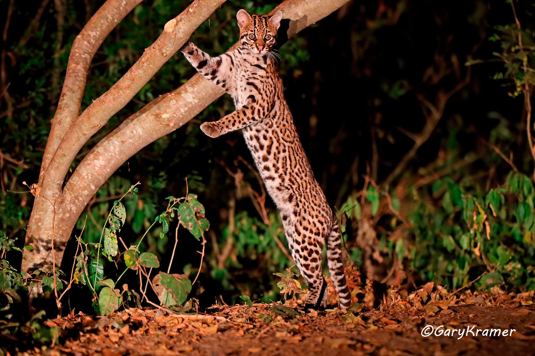 Ocelot (Leopardus pardalis) Ocelot (Leopardus pardalis) - SMLo#056d