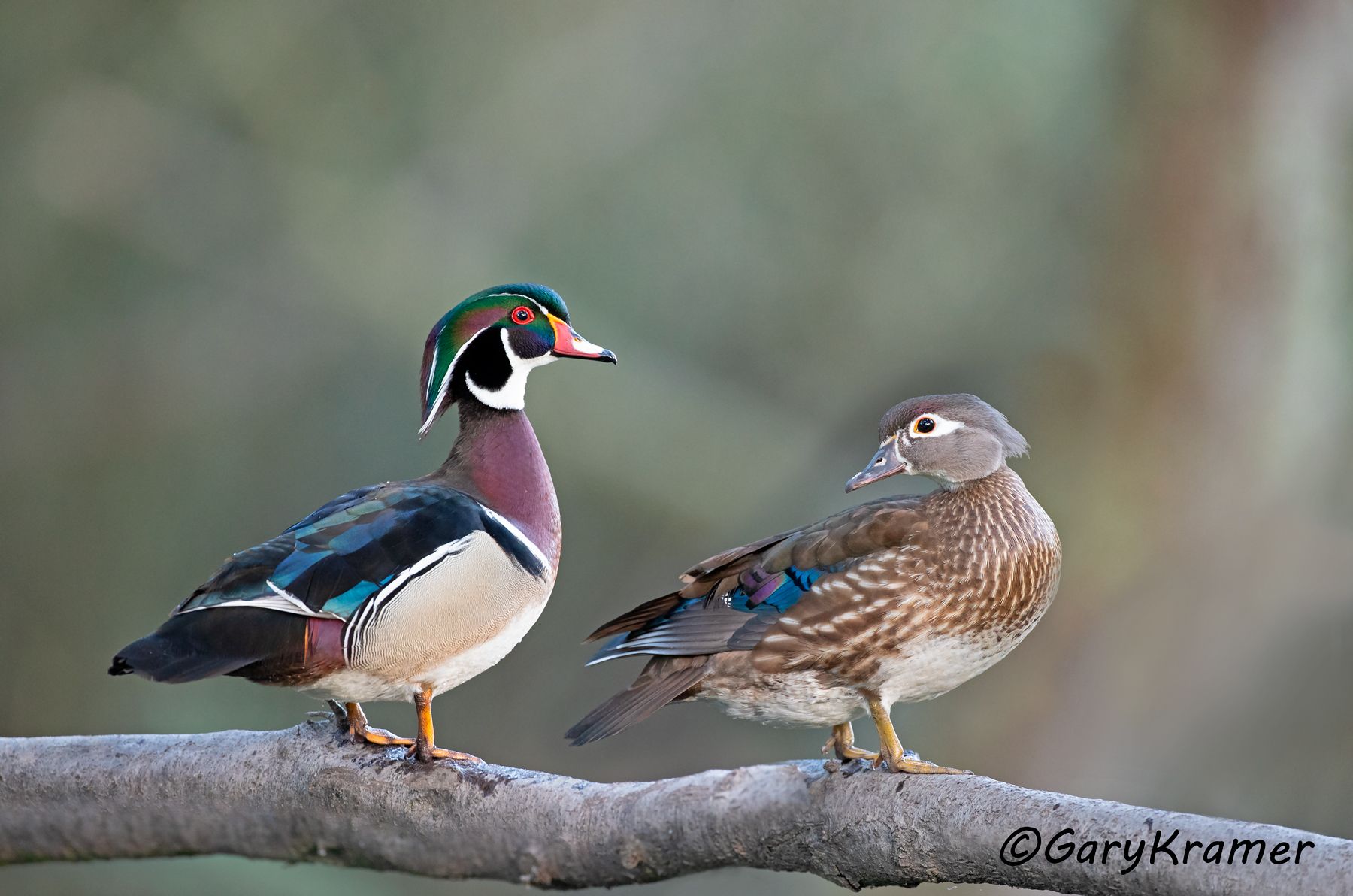 Wood Duck (Aix sponsa) - NBWWd#1393d(2)