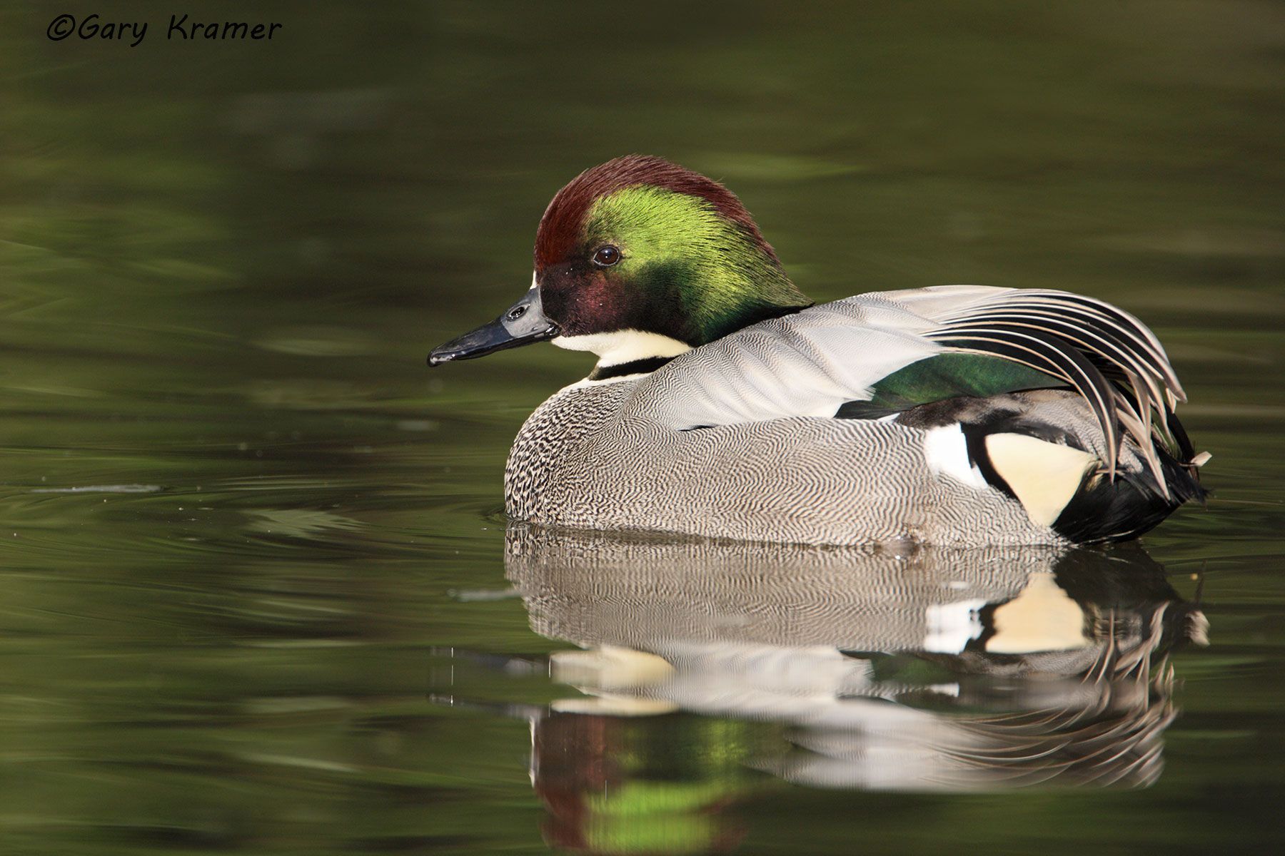 Falcated Duck (Anas falcata) Japan - EBWF#037d