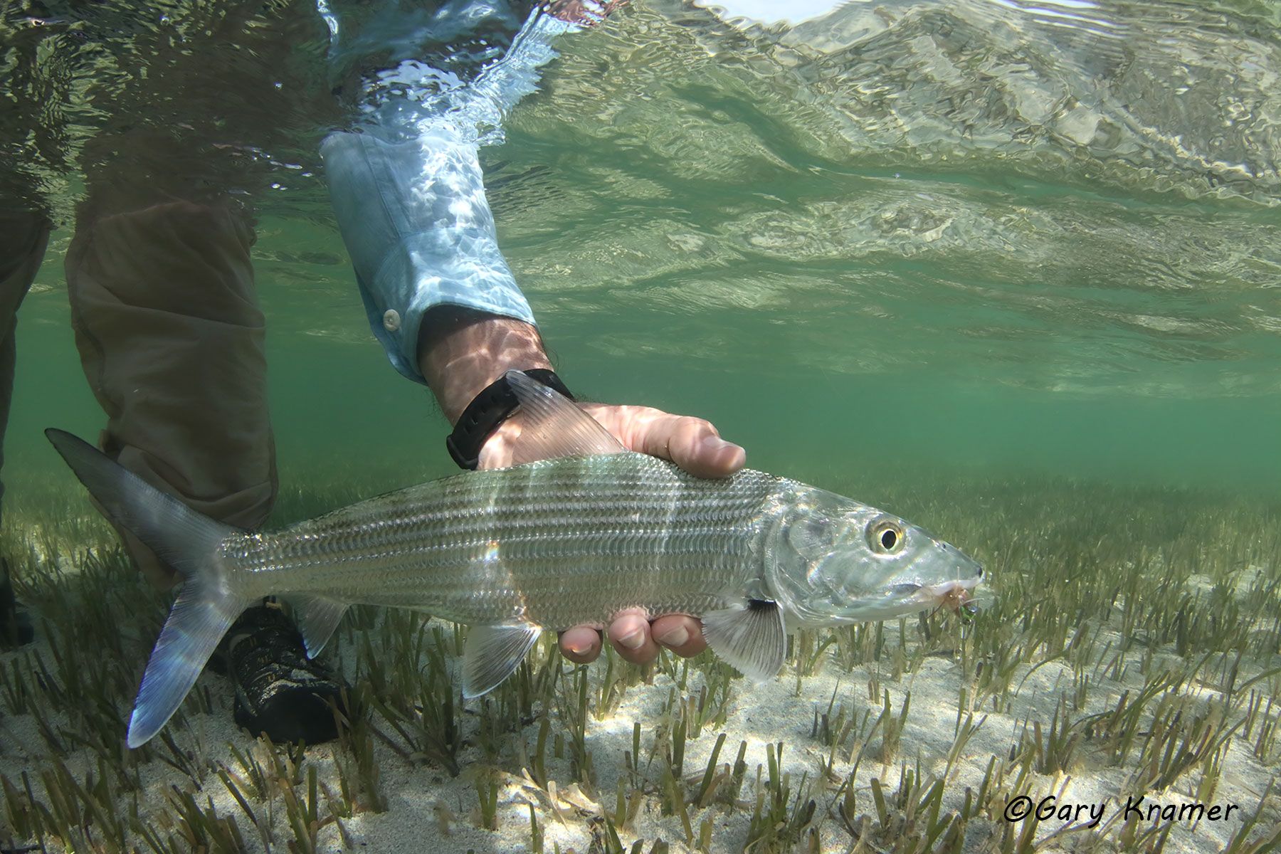 Bonefish & fly, Mexico - NFBff#177d