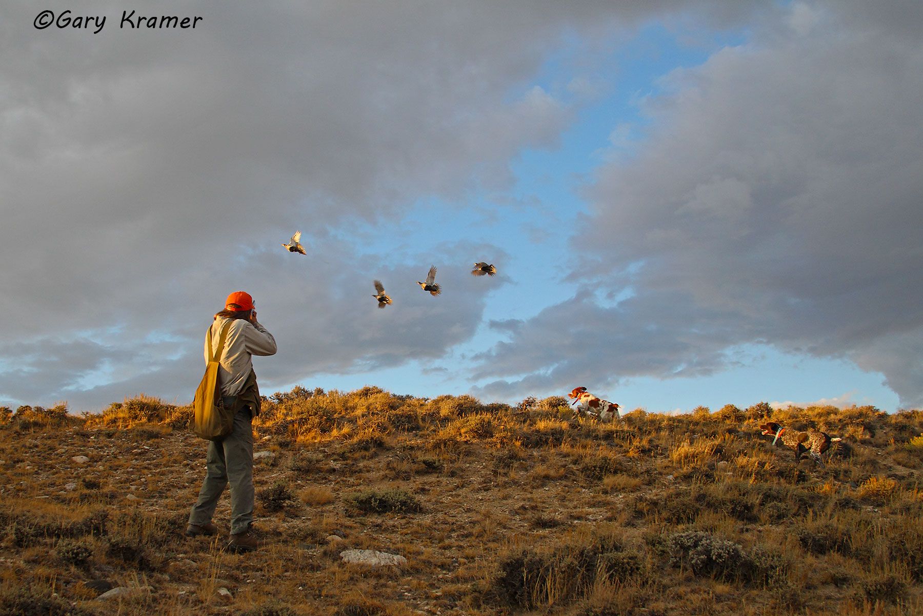 Hunter(s) w/Brittany & German Shorthaired Pointer shooting at Sage Grouse Hunter w/Brittany & German Shorthaired Pointer shooting at Sage Grouse - NHUsxg#001d(2)
