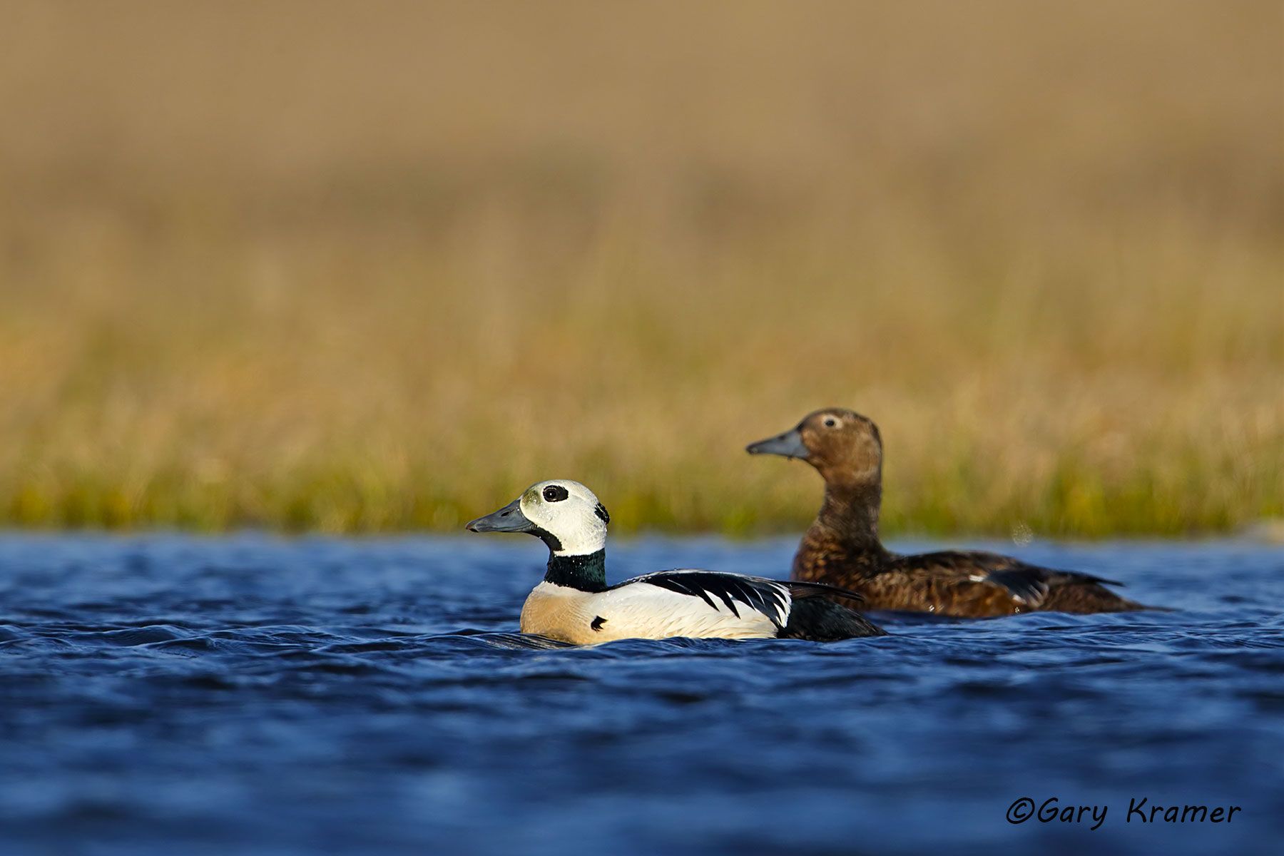 Steller's Eider (Polysticta stelleri) Steller's Eider (Polysticta stelleri) - NBWEt#704d