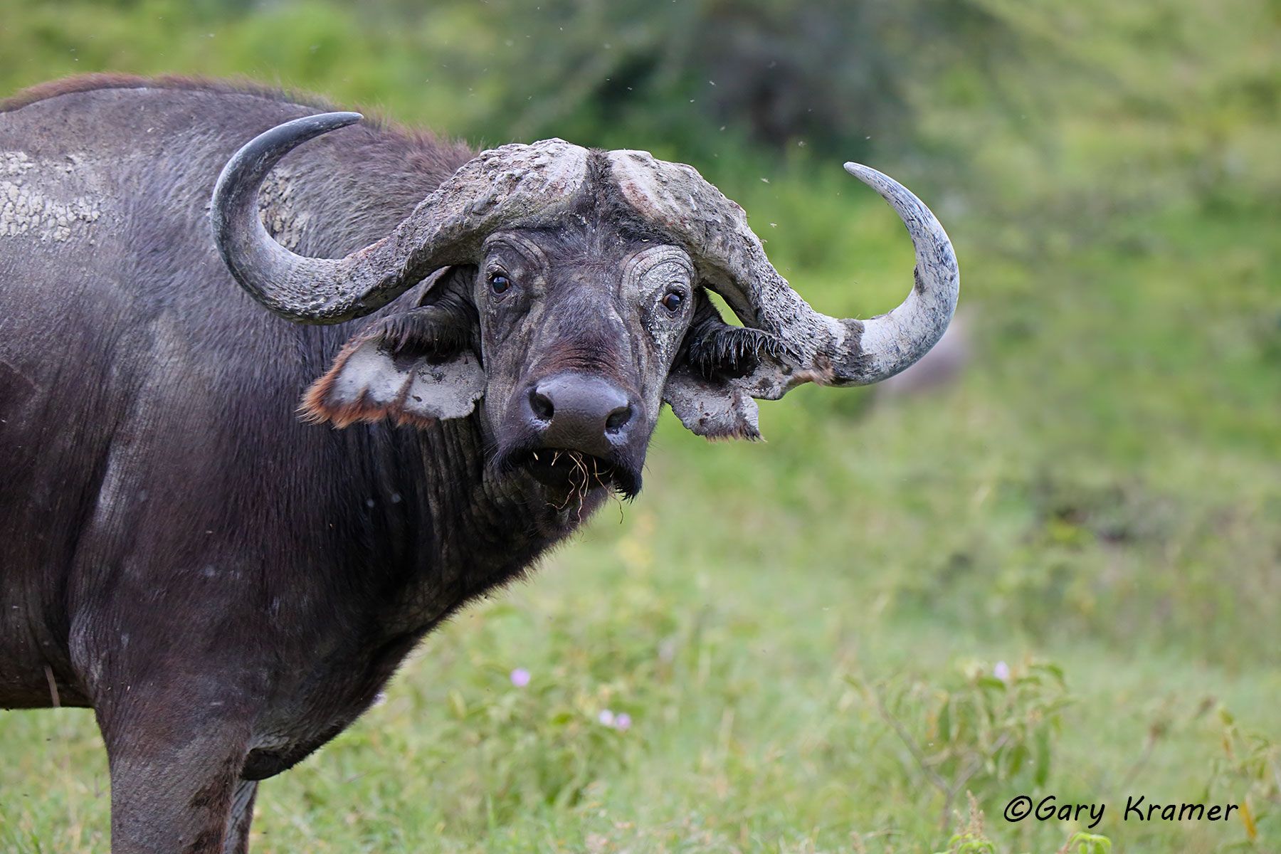 Cape Buffalo (Syncerus caffer) Cape Buffalo (Syncerus caffer) - AMB#1625d