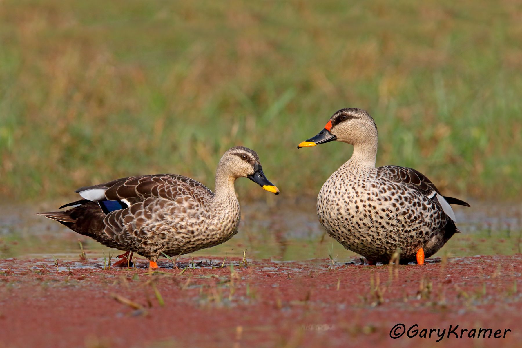 Indian Spot-billed Duck (Anas poecilorhyncha)  Indian Spot-billed Duck (Anas poecilorhyncha) - EBWBi#142d(2)