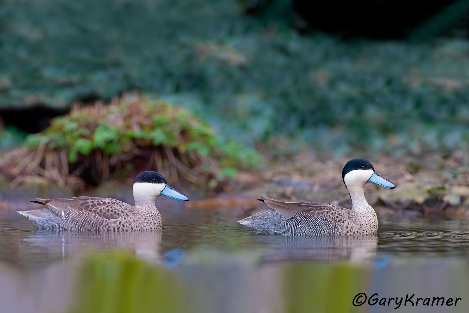 Puna Teal (Anas puna) - SBWTp#157d(2) (Peru)