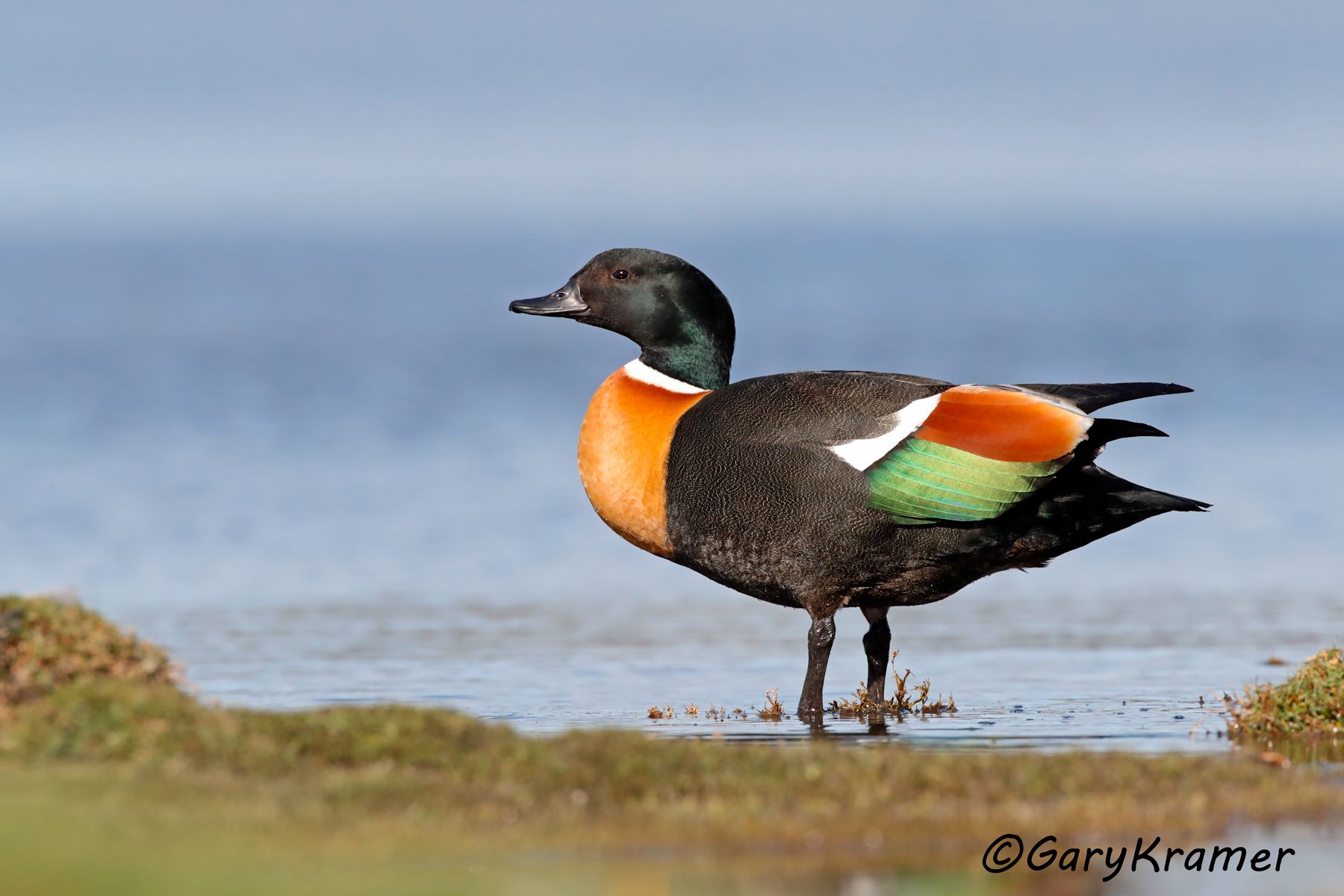 Australian Shelduck (Tadorna tadornoides)  Australian Shelduck (Tadorna tadornoides) - OBWA#125d