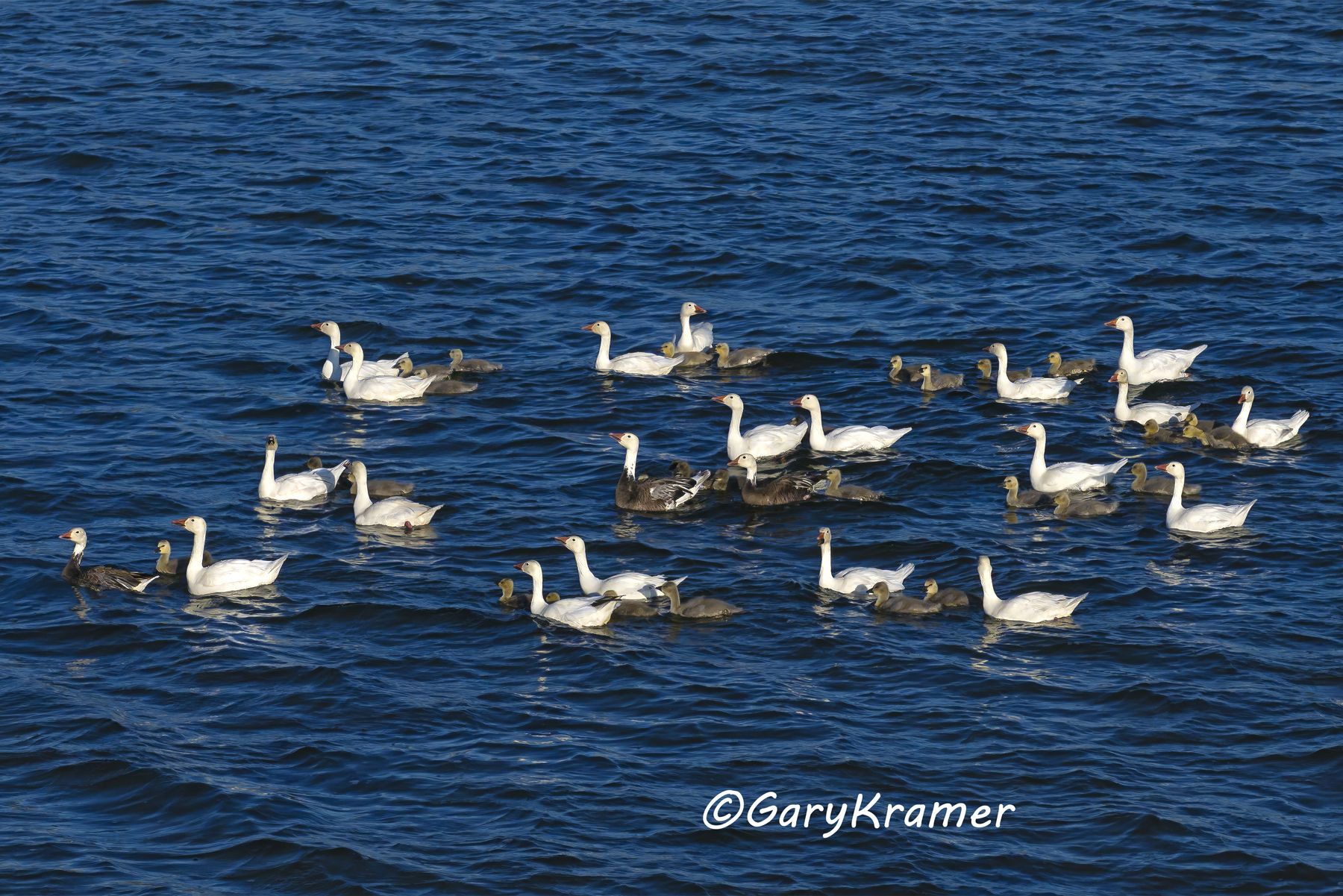 Lesser Snow Goose (Anser caerulescens) - NBWSg#3825d