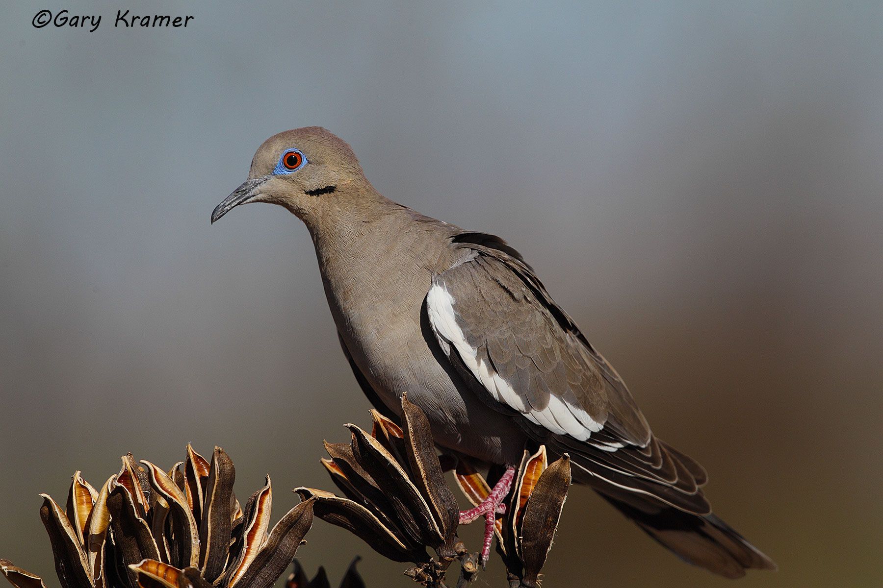 White-winged Dove (Zenaida asiatica) - NBDWw#281d
