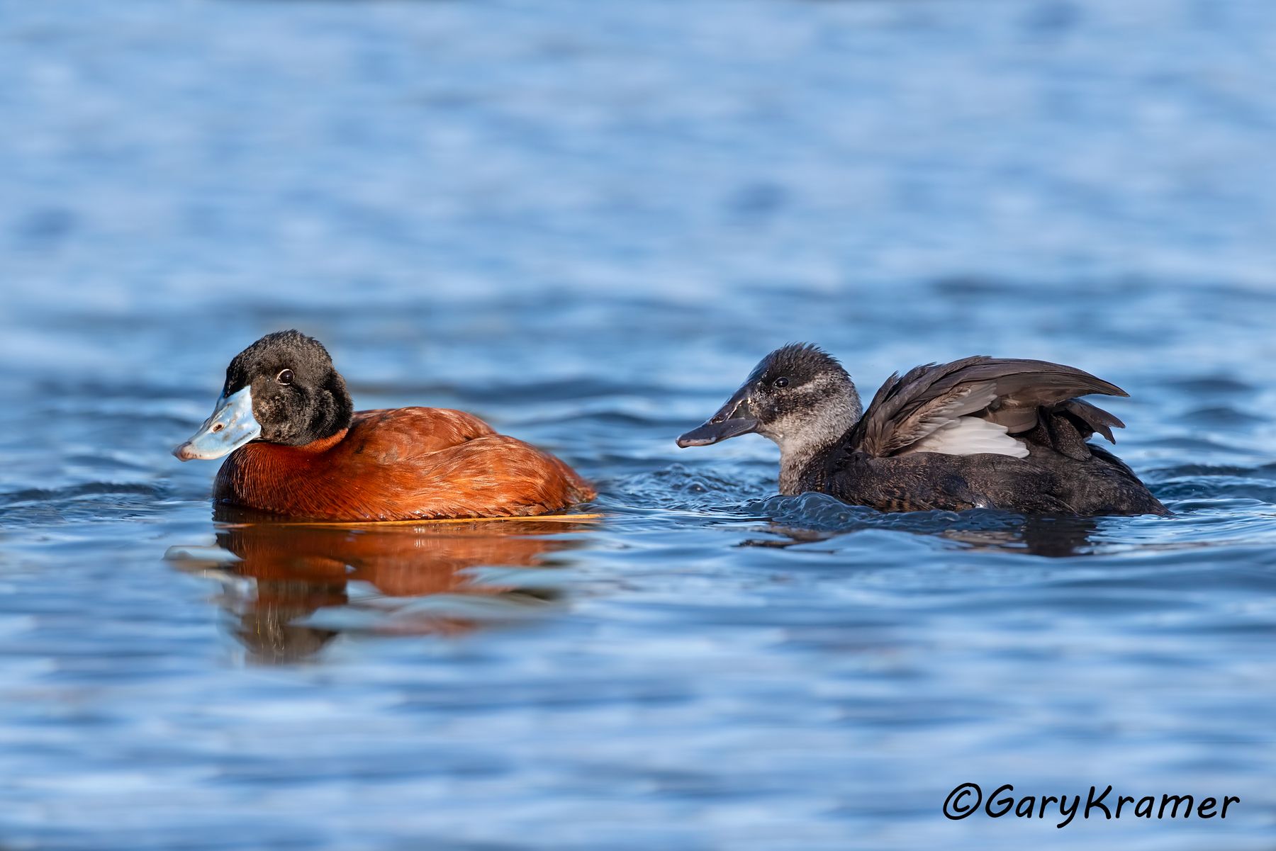 Maccoa Duck (Oxyura maccoa)  Maccoa Duck (Oxyura maccoa) - ABWM#043d(2) (South Africa)