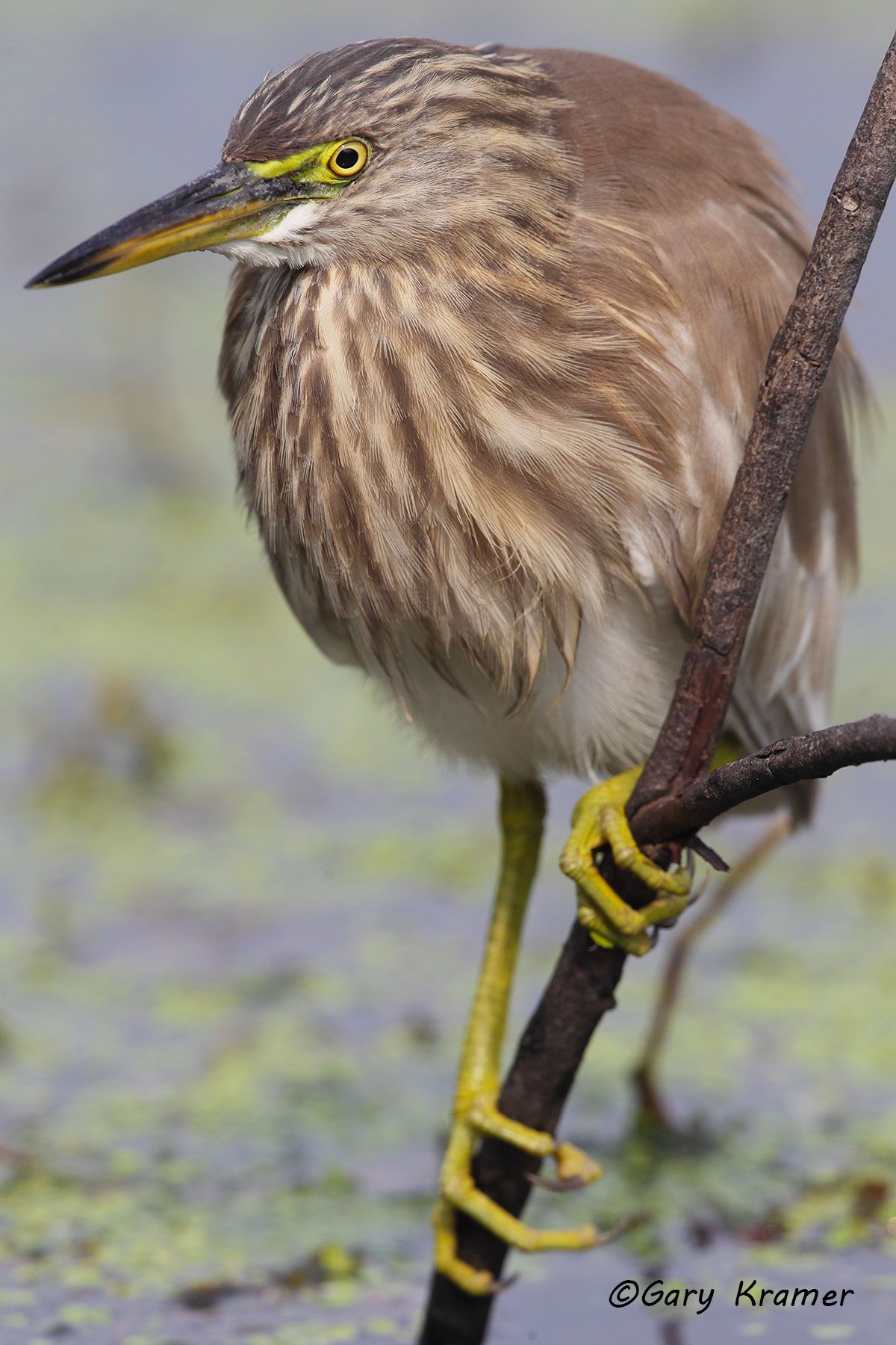 Pond Heron (Paddy Bird) (Ardeola grayii) Pond Heron (Paddy Bird) (Ardeola grayii) - AsBHp#011d