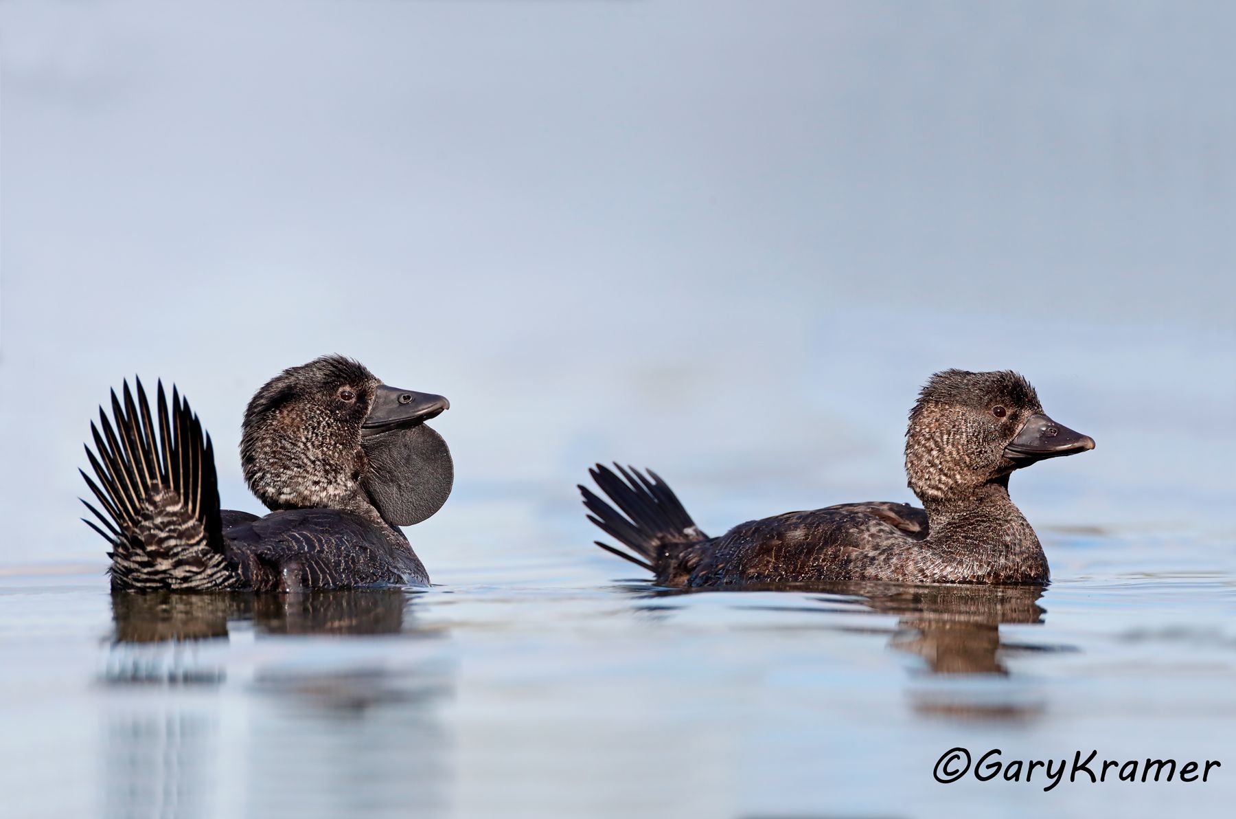 Musk Duck (Biziura lobata)  Musk Duck (Biziura lobata) - OBWDm#226d(2)