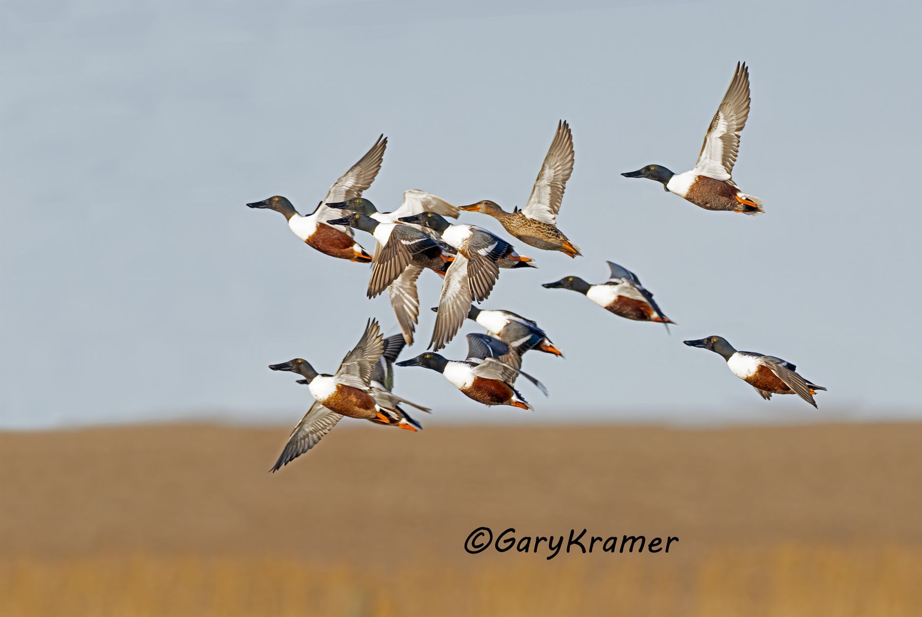 Northern Shoveler (Anas clypeata) - NBWS#2232d
