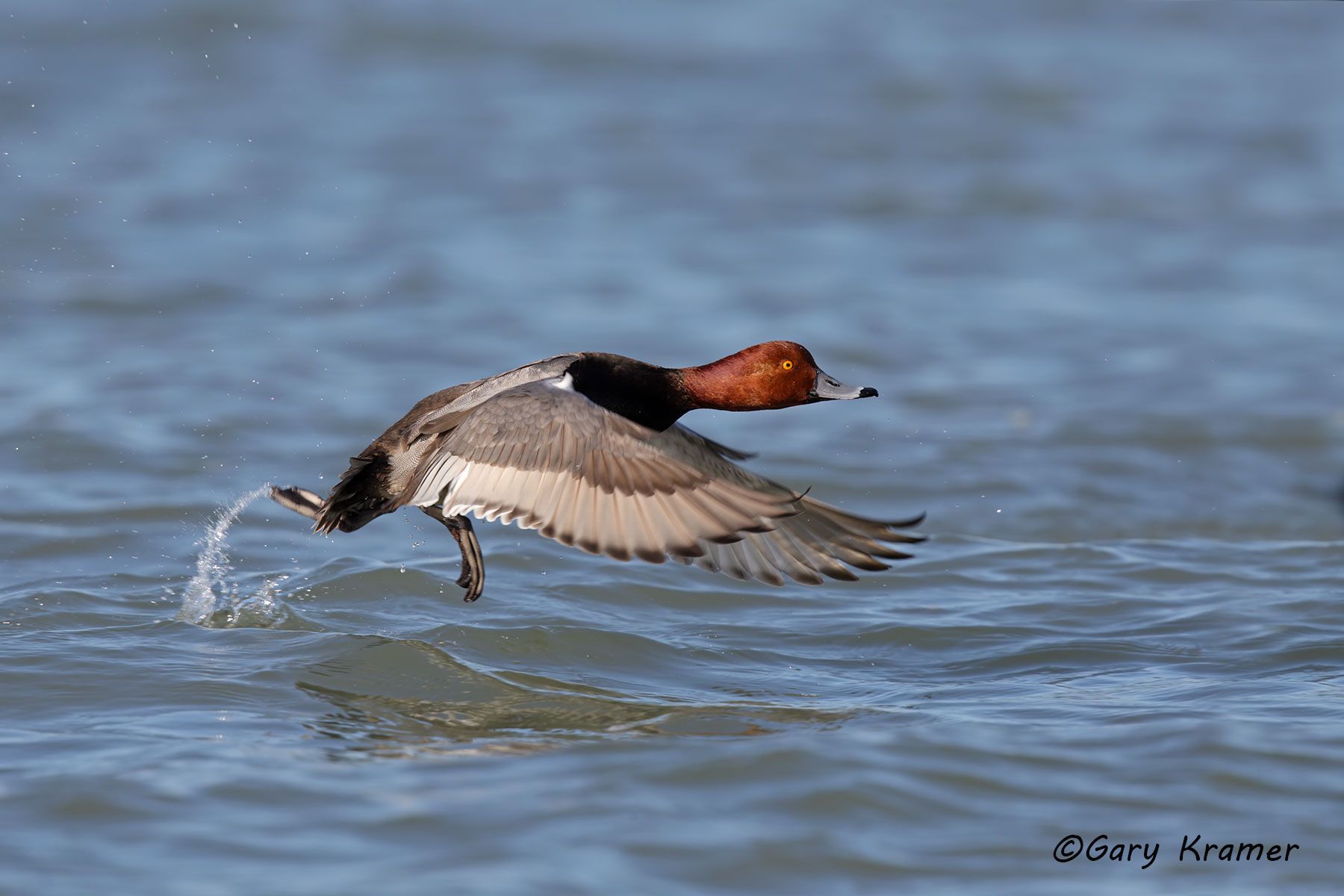 Redhead (Aythya americana) Redhead (Aythya americana) - NBWR#752d
