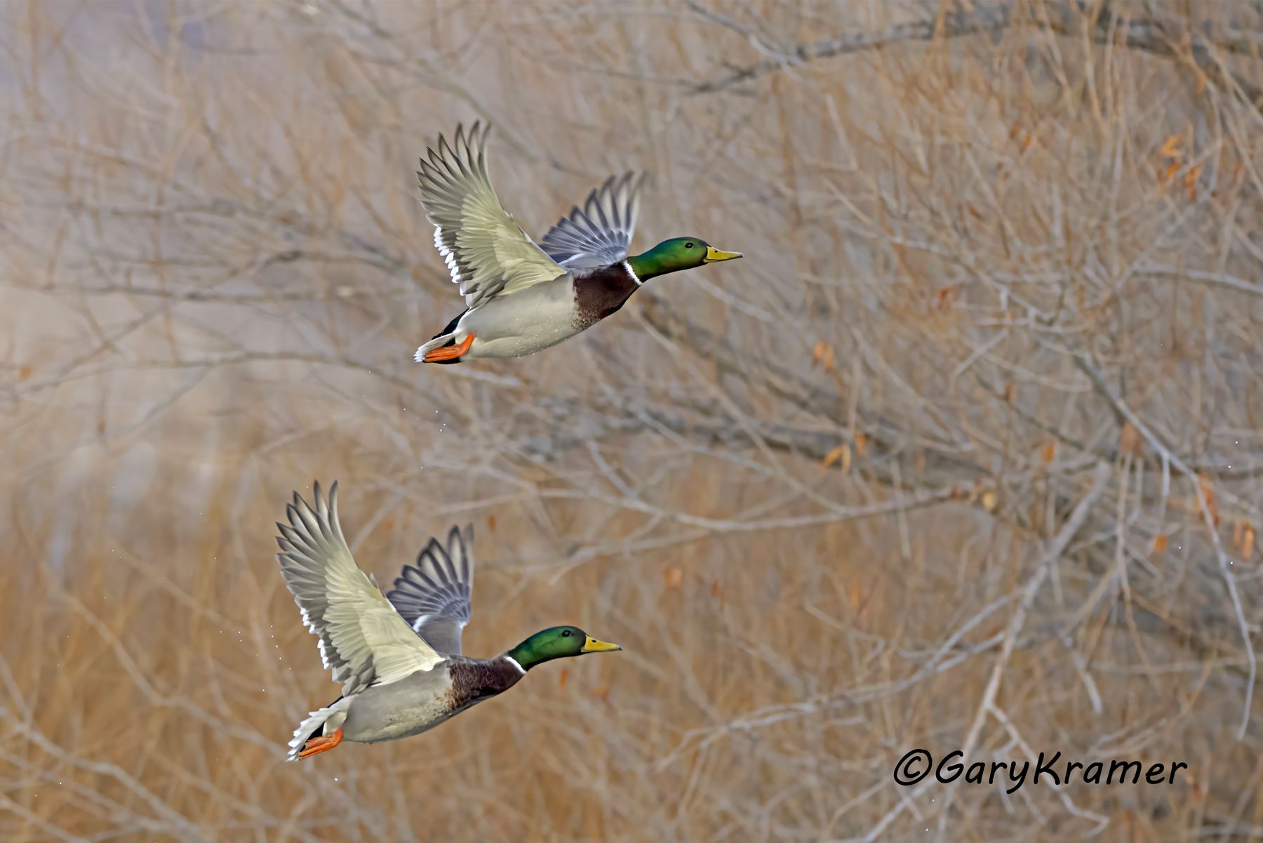 Mallard (Anas platyrhynchos) - NBWM#8079d(2)