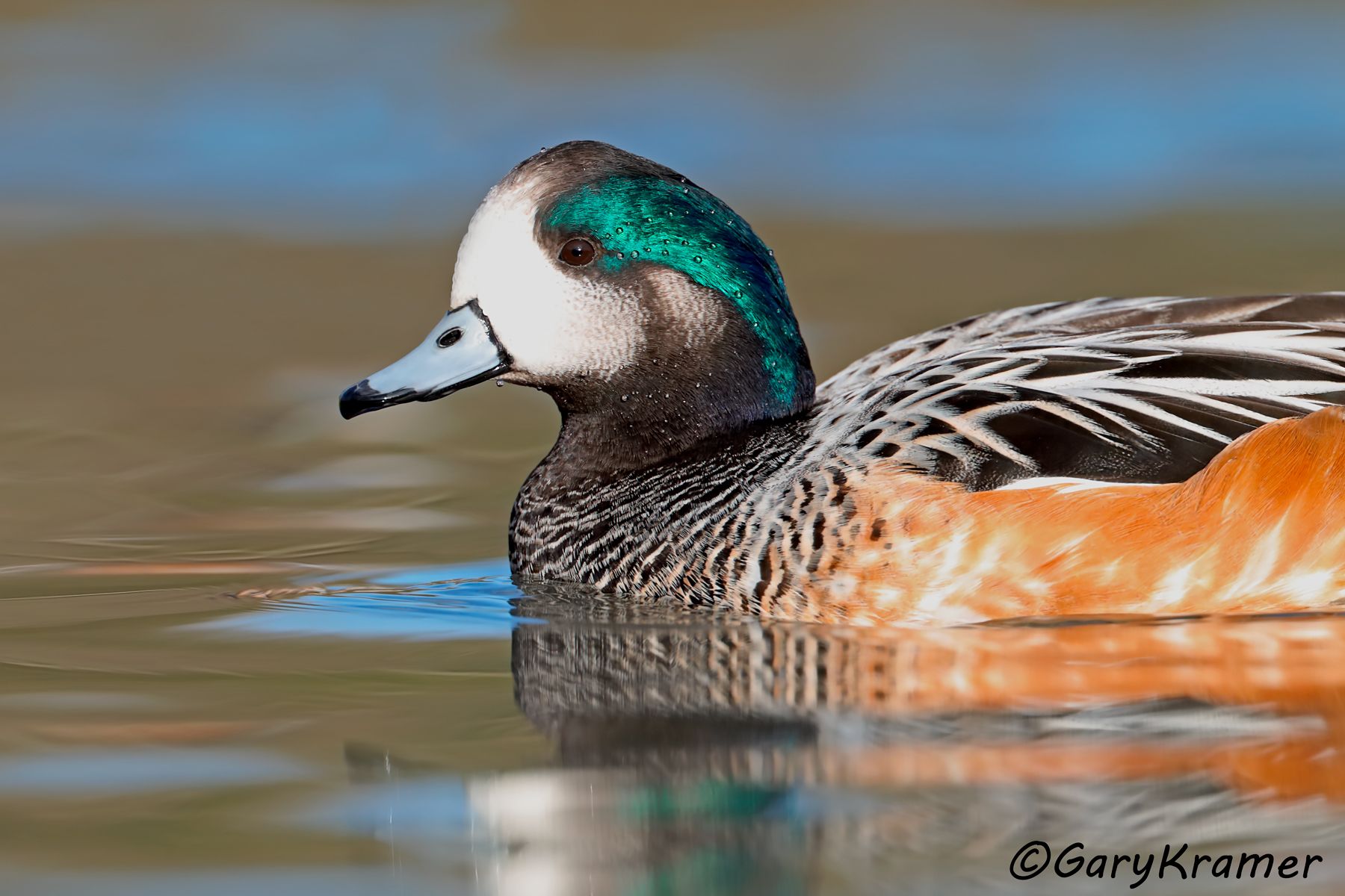 Chiloe Wigeon (Mareca sibilatrix) - SBWWc#116d (Argentina)