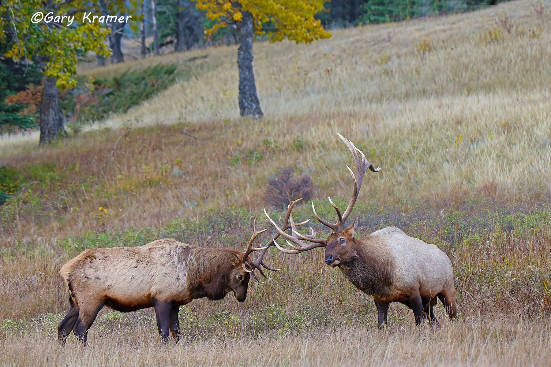 Rocky Mountain Elk (Cervus elaphus nelsoni) - NMERm#2627d
