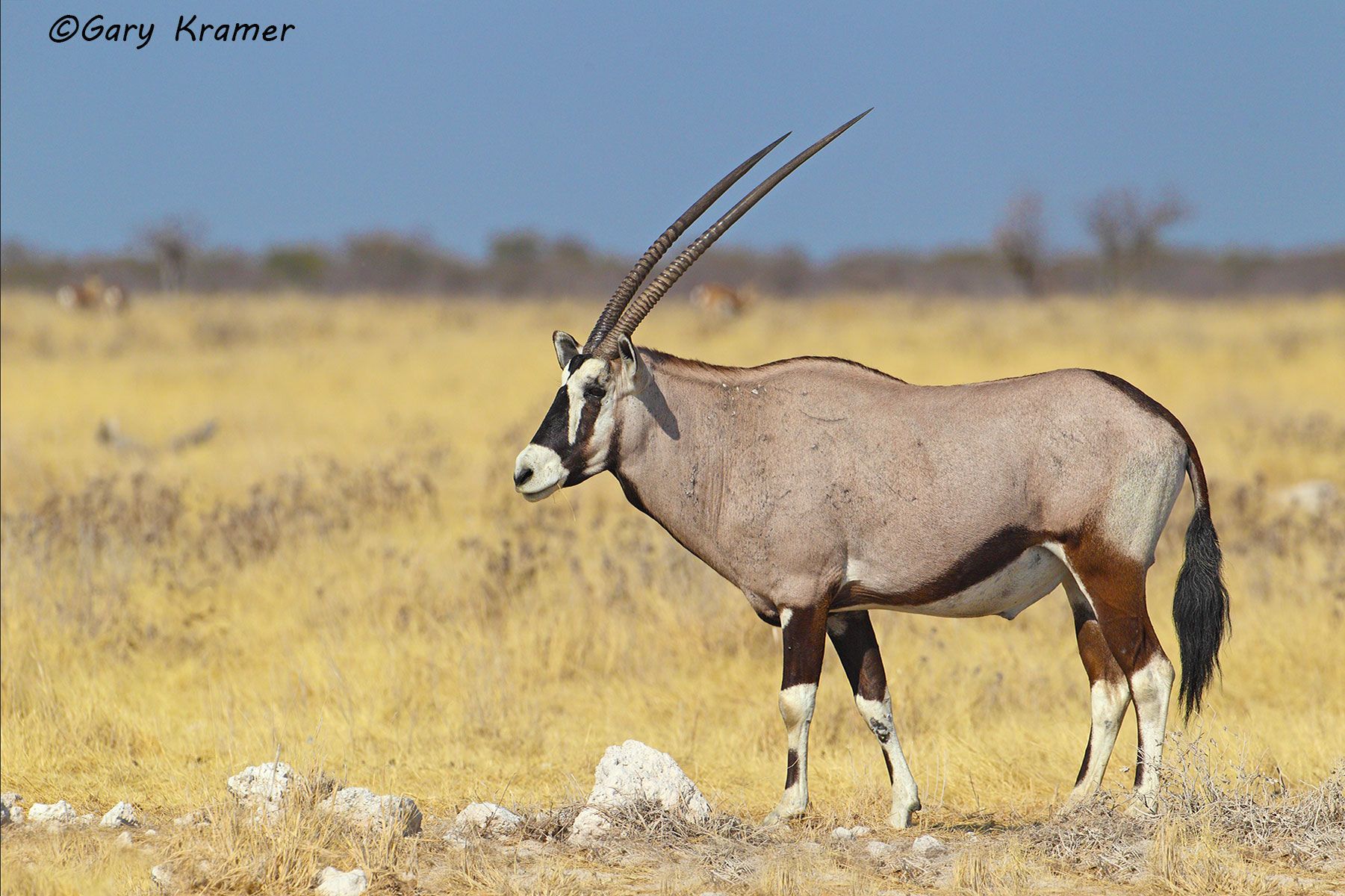 Kudu - Sable - Gemsbok - Gary Kramer Photographer / Writer