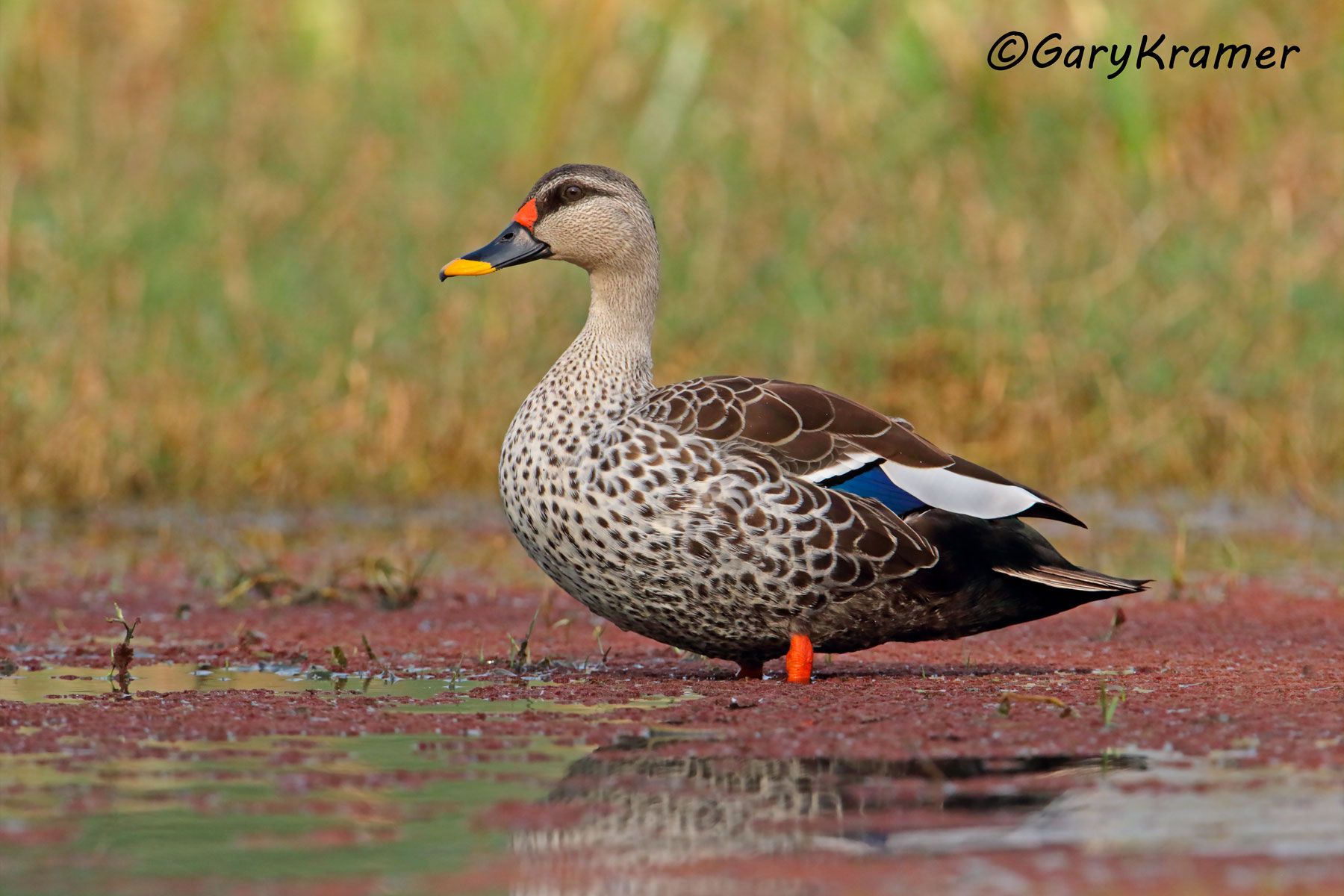 Indian Spot-bill Duck (Anas poecilorhyncha) - EBWBi#161d