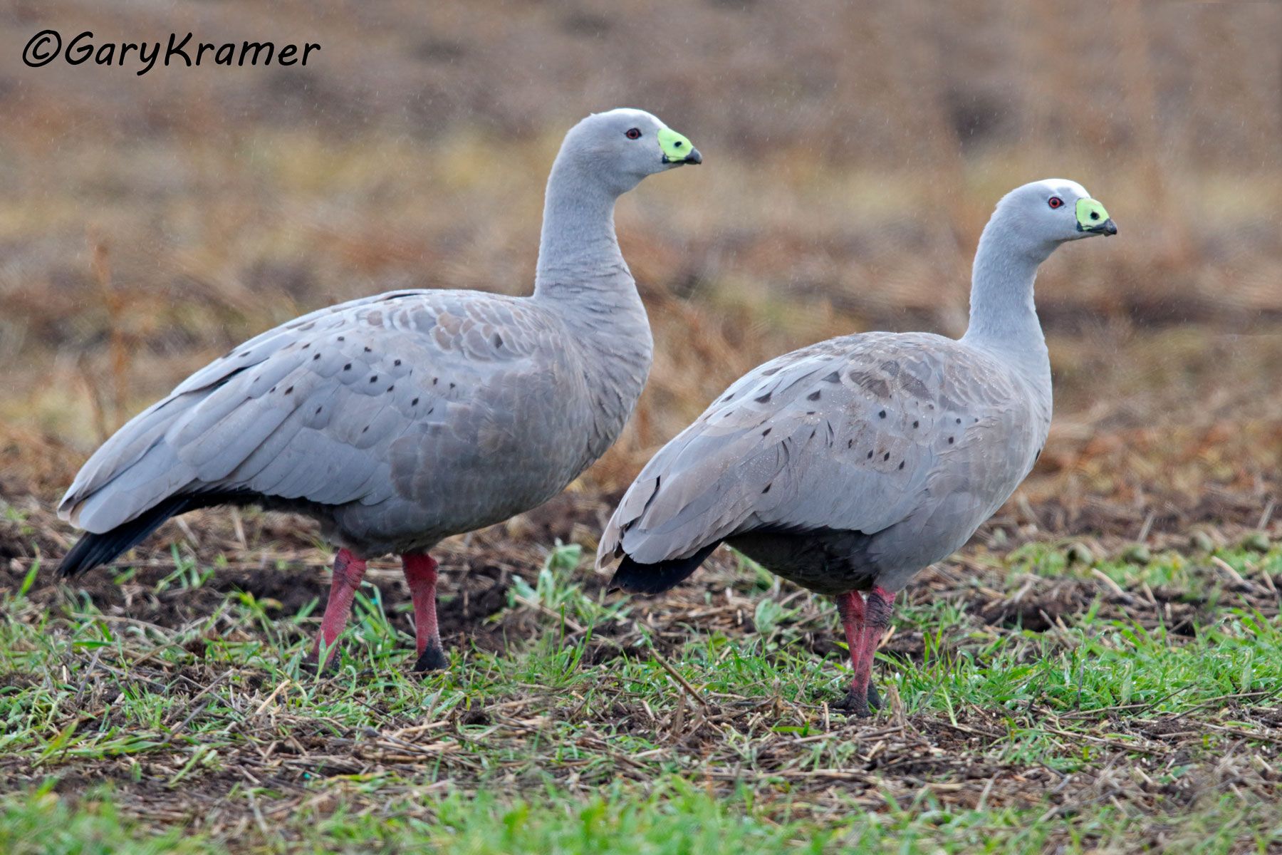 Cape Barren Goose (Cereopsis novaehollandiae)  Cape Barren Goose (Cereopsis novaehollandiae) OBWG#113d