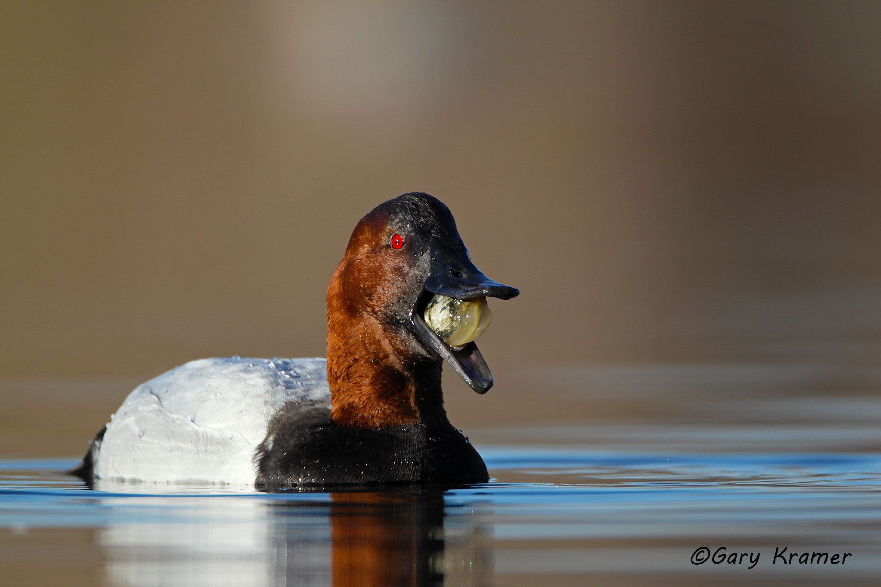 Canvasback Redhead Gary Kramer Photographer / Writer