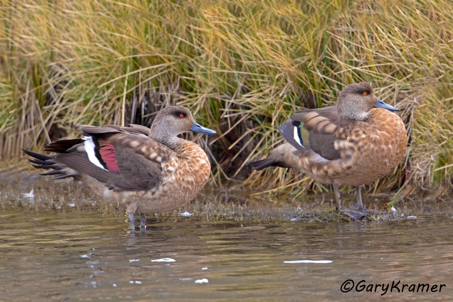 Crested Duck (Lophonetta speculariodes) - SBWCd#120d (Peru)